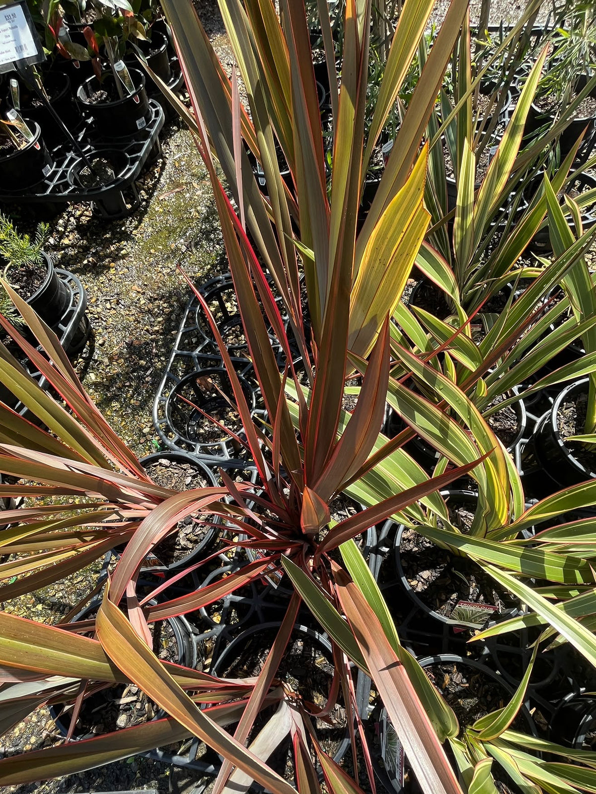 PL0188 New Zealand Flax, Phormium hybrida Guardsman, 新西兰麻, 25 cm Pot