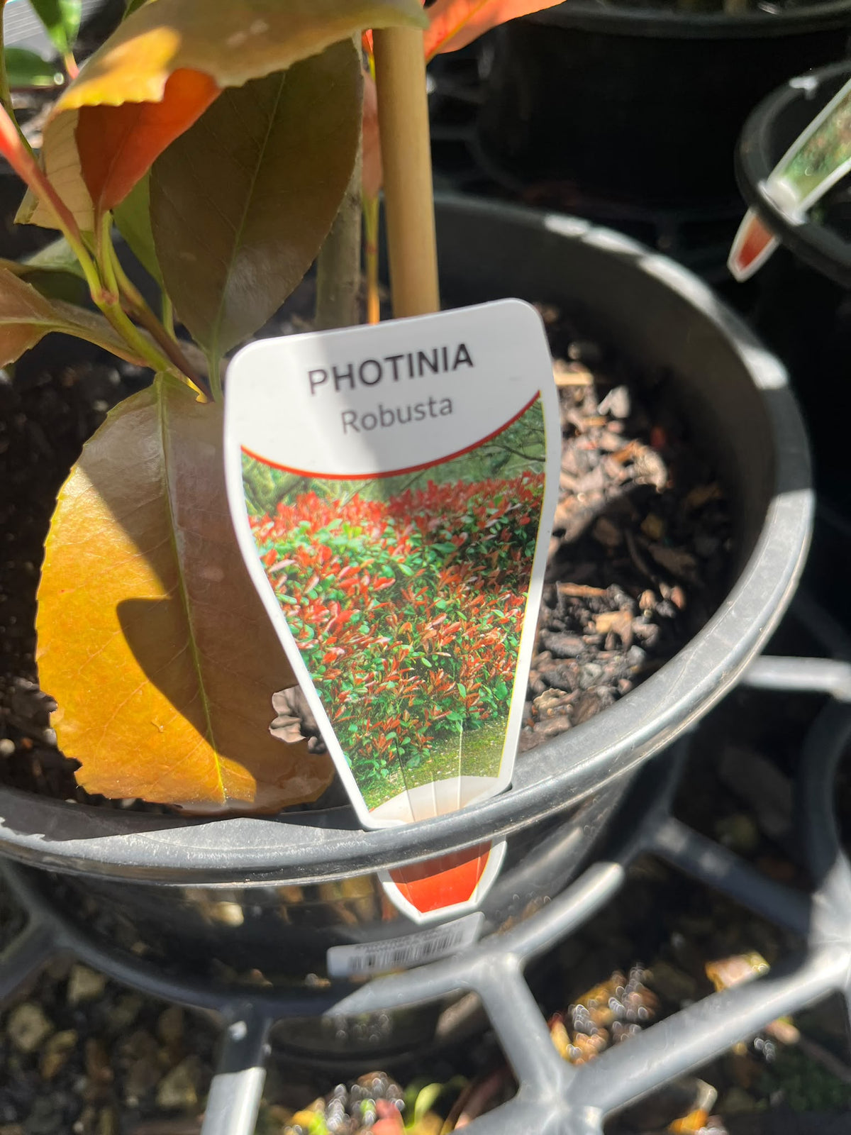 PL0189 Red Leaved Photinia, Photinia fraseri Robusta, 红叶石楠, 25 cm Pot