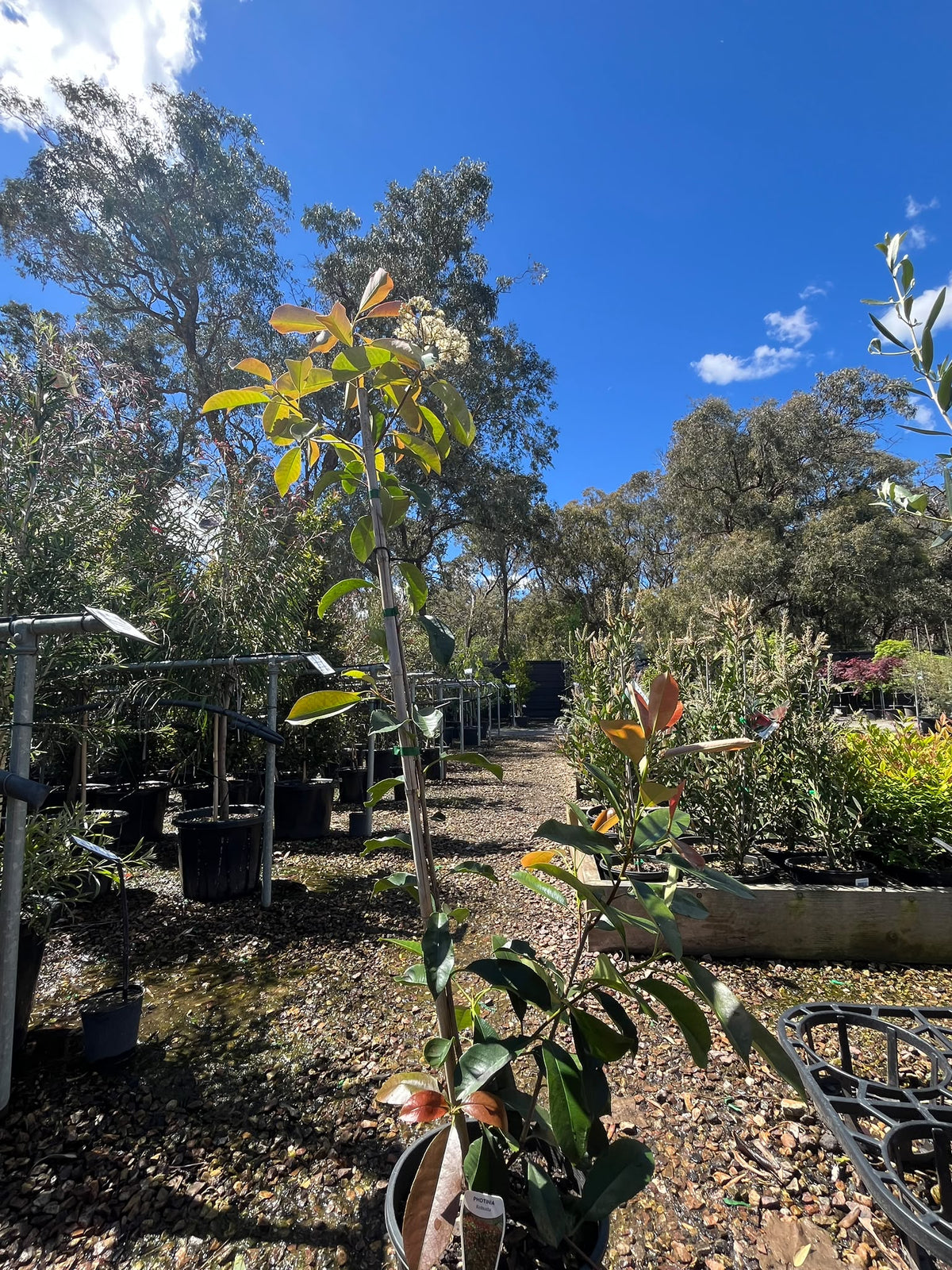 PL0189 Red Leaved Photinia, Photinia fraseri Robusta, 红叶石楠, 25 cm Pot