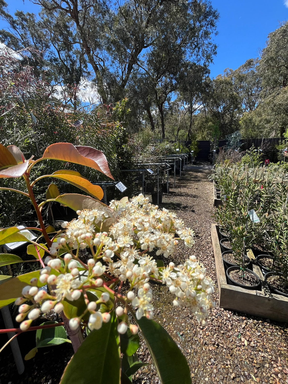 PL0189 Red Leaved Photinia, Photinia fraseri Robusta, 红叶石楠, 25 cm Pot