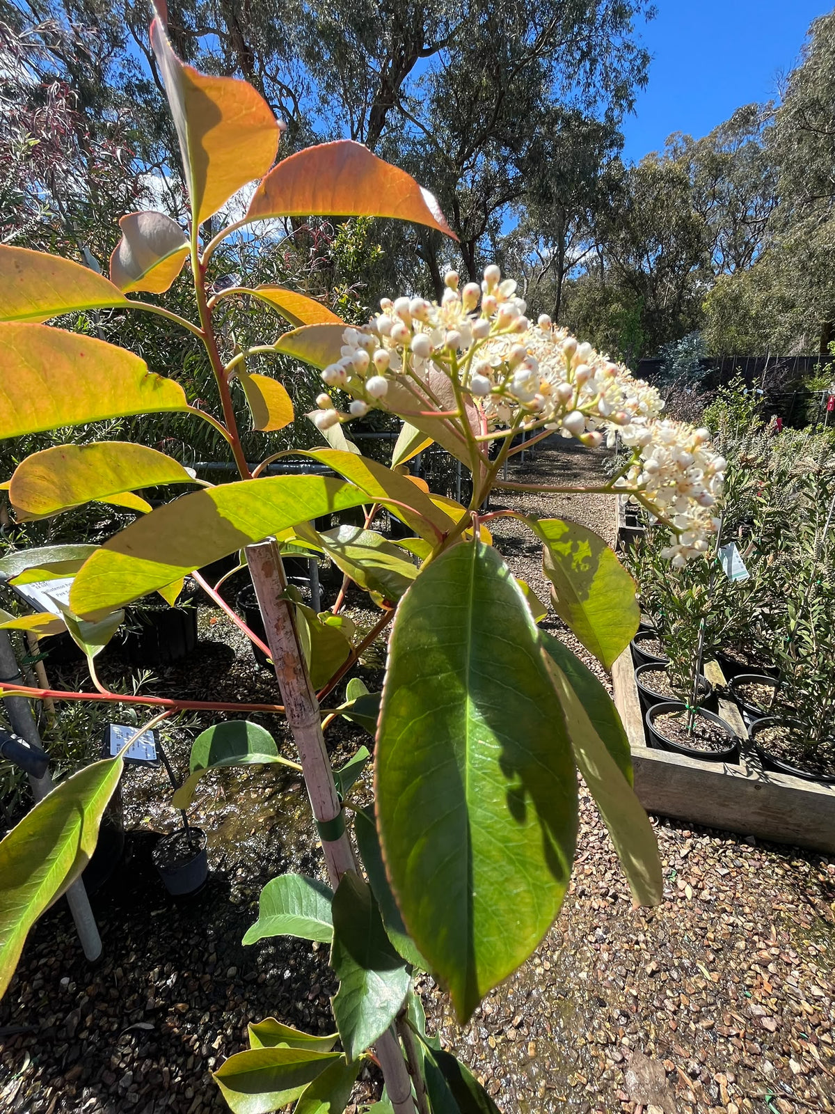 PL0189 Red Leaved Photinia, Photinia fraseri Robusta, 红叶石楠, 25 cm Pot