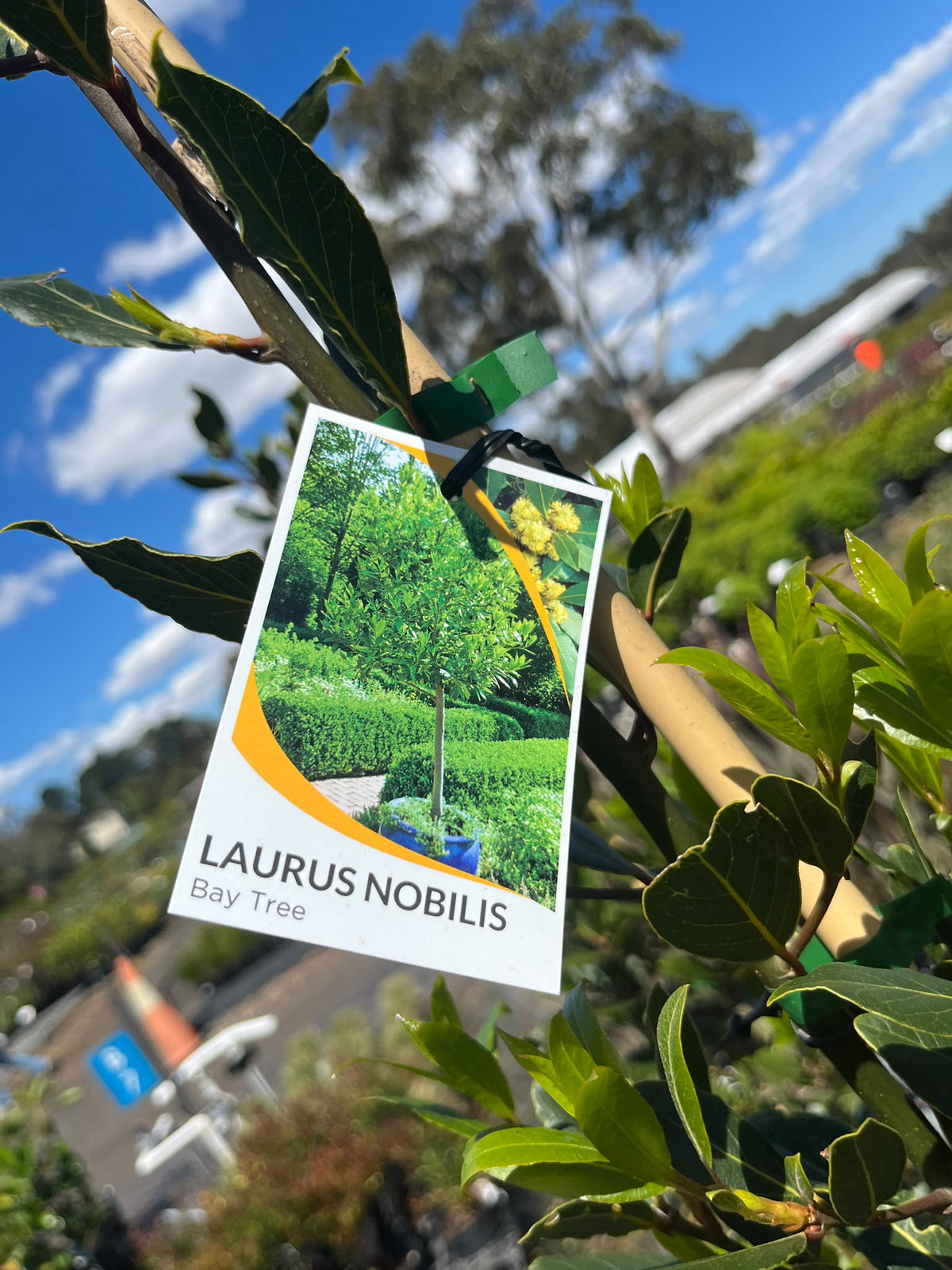 PL0190 Bay Tree, Bay Laurel, Laurus nobilis, 月桂, 40 cm Pot
