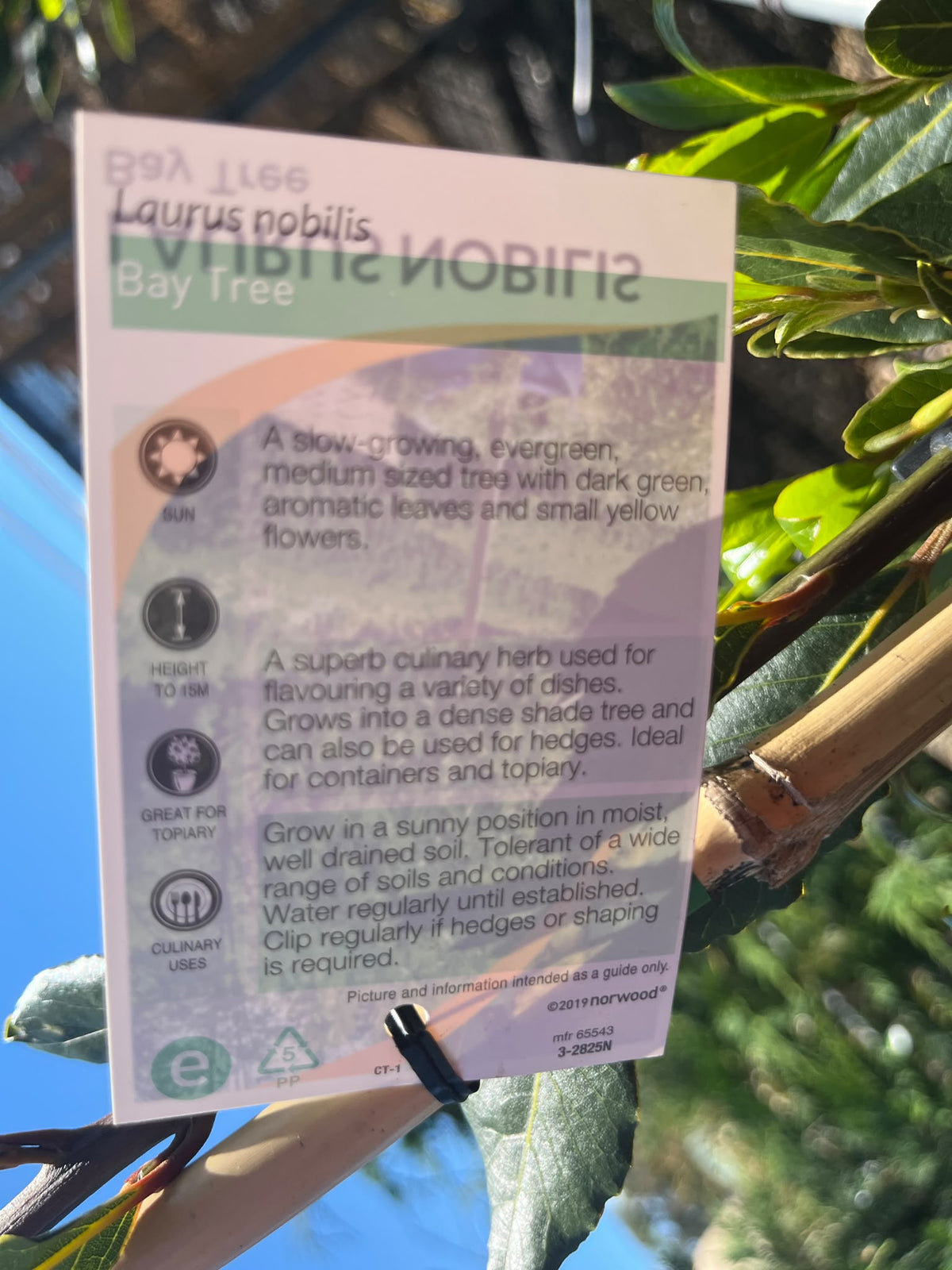 PL0190 Bay Tree, Bay Laurel, Laurus nobilis, 月桂, 40 cm Pot
