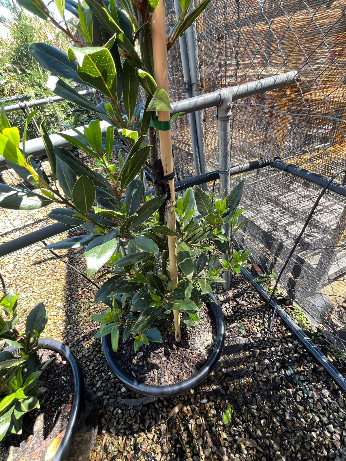 PL0190 Bay Tree, Bay Laurel, Laurus nobilis, 月桂, 40 cm Pot