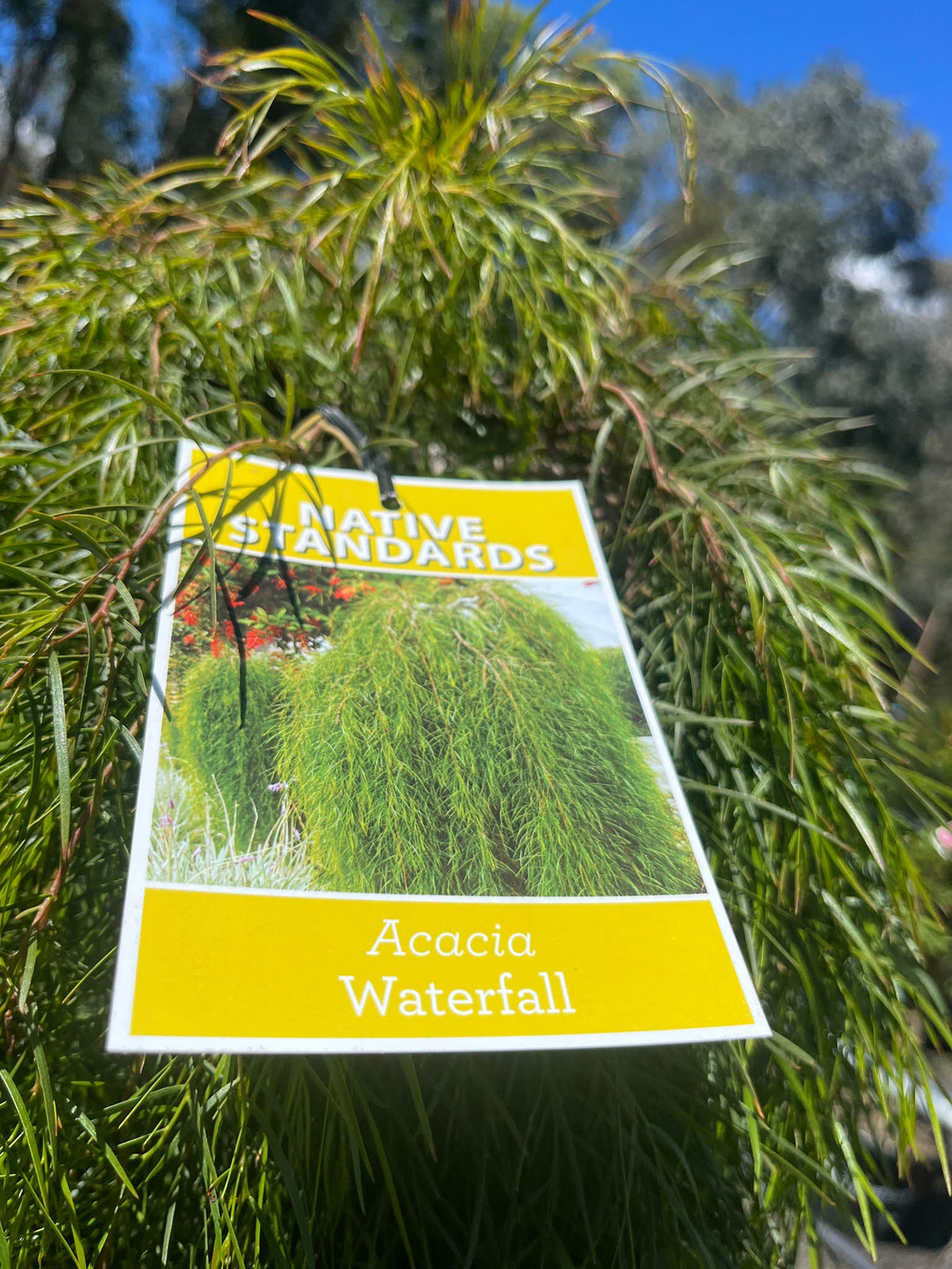 PL0191 Low Form Bower Wattle, Low Form River Wattle, Acacia cognata Waterfall, 垂枝金合欢, 40 cm Standard Pot