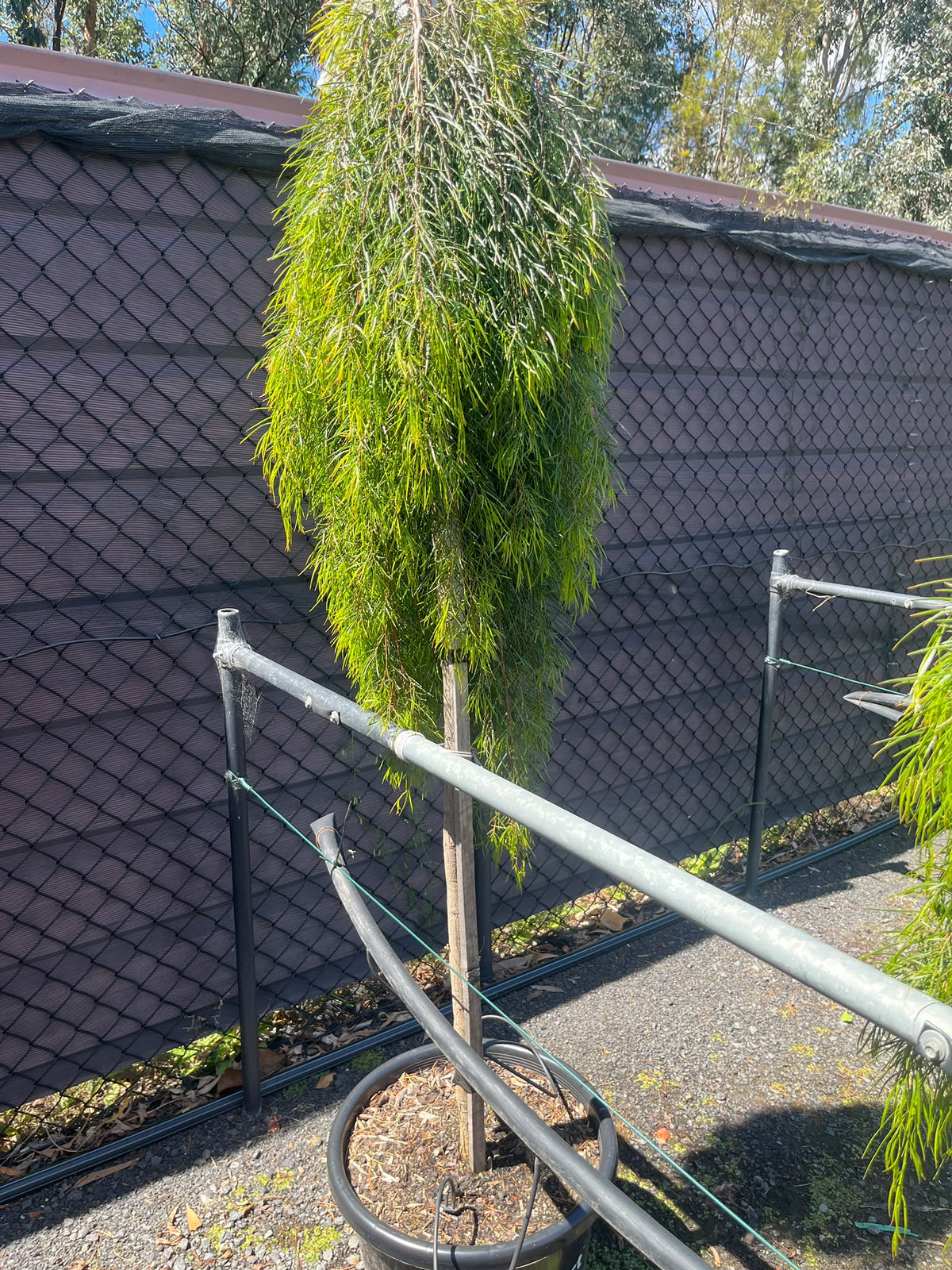 PL0191 Low Form Bower Wattle, Low Form River Wattle, Acacia cognata Waterfall, 垂枝金合欢, 40 cm Standard Pot
