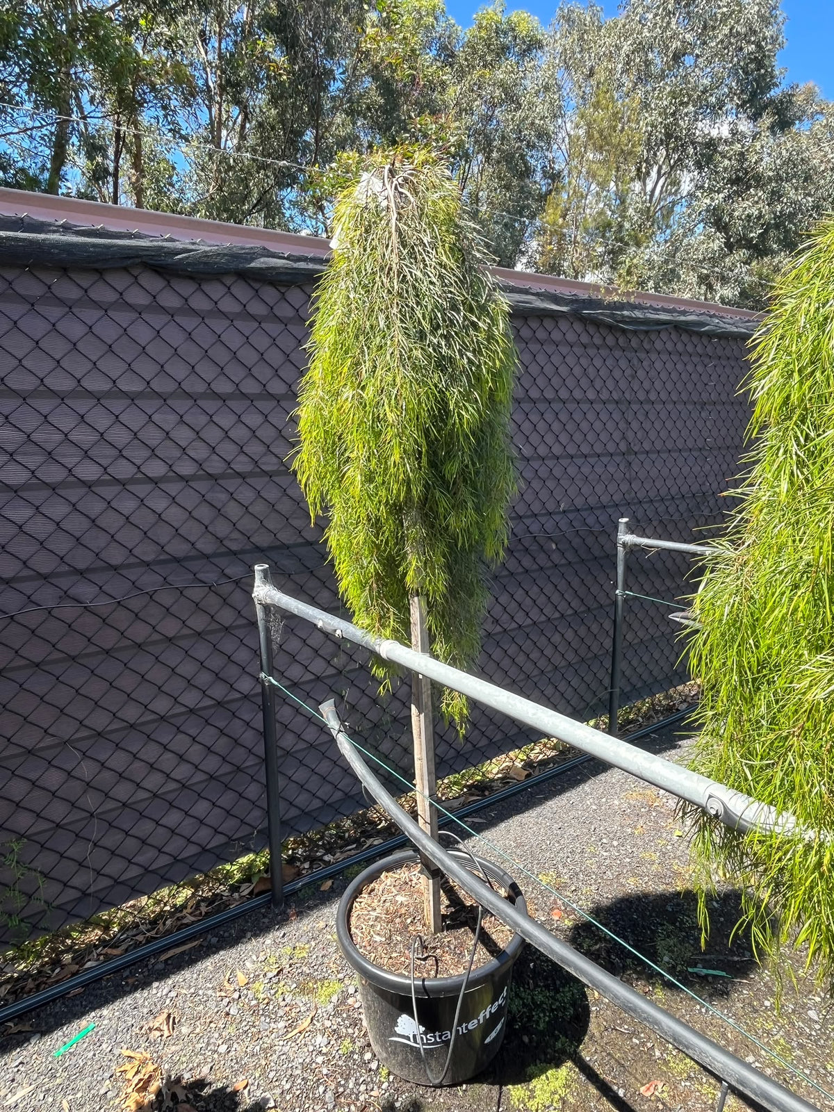 PL0191 Low Form Bower Wattle, Low Form River Wattle, Acacia cognata Waterfall, 垂枝金合欢, 40 cm Standard Pot