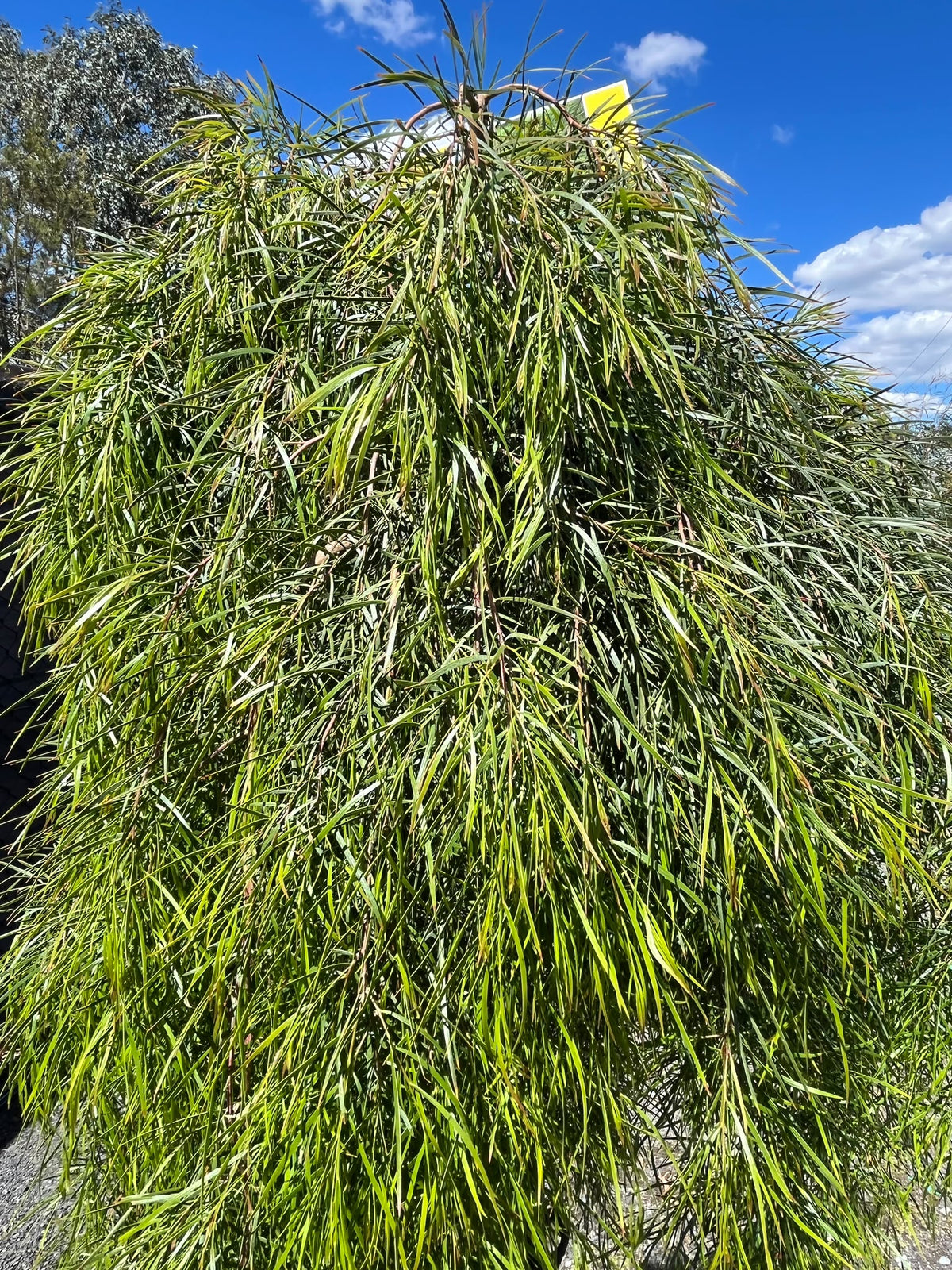 PL0191 Low Form Bower Wattle, Low Form River Wattle, Acacia cognata Waterfall, 垂枝金合欢, 40 cm Standard Pot