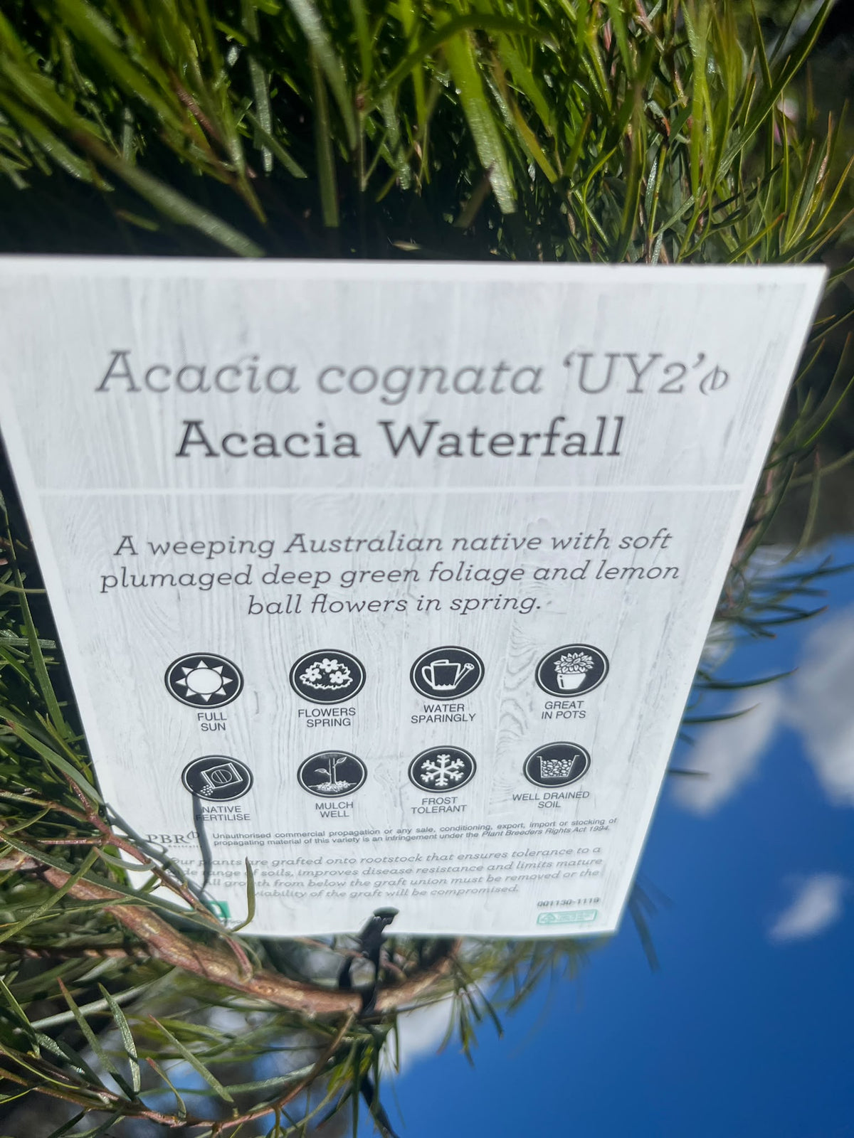 PL0191 Low Form Bower Wattle, Low Form River Wattle, Acacia cognata Waterfall, 垂枝金合欢, 40 cm Standard Pot