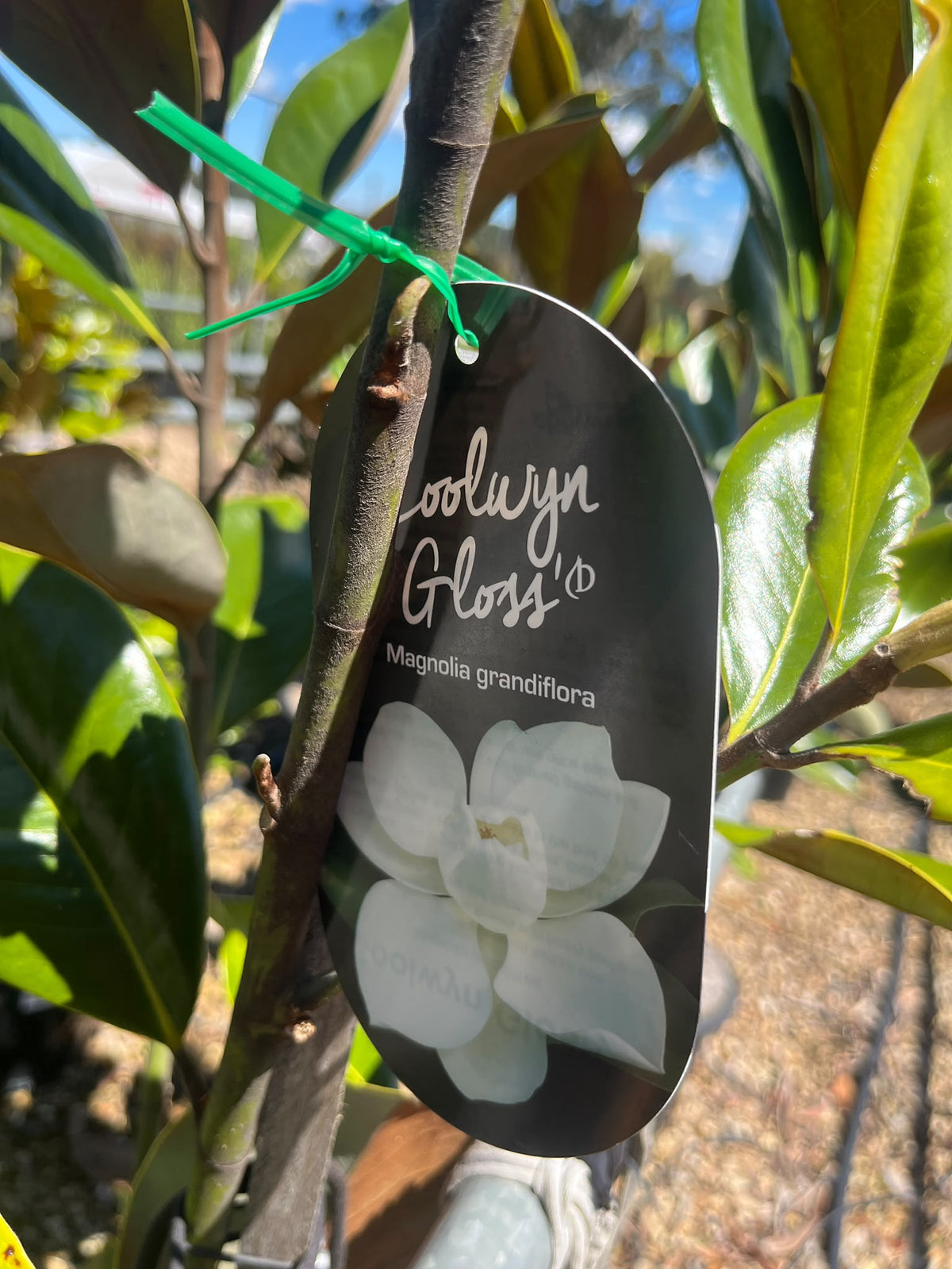 PL0192 Southern Magnolia, Bull Bay, Magnolia grandiflora Coolwyn Gloss, 广玉兰, 30 cm Pot