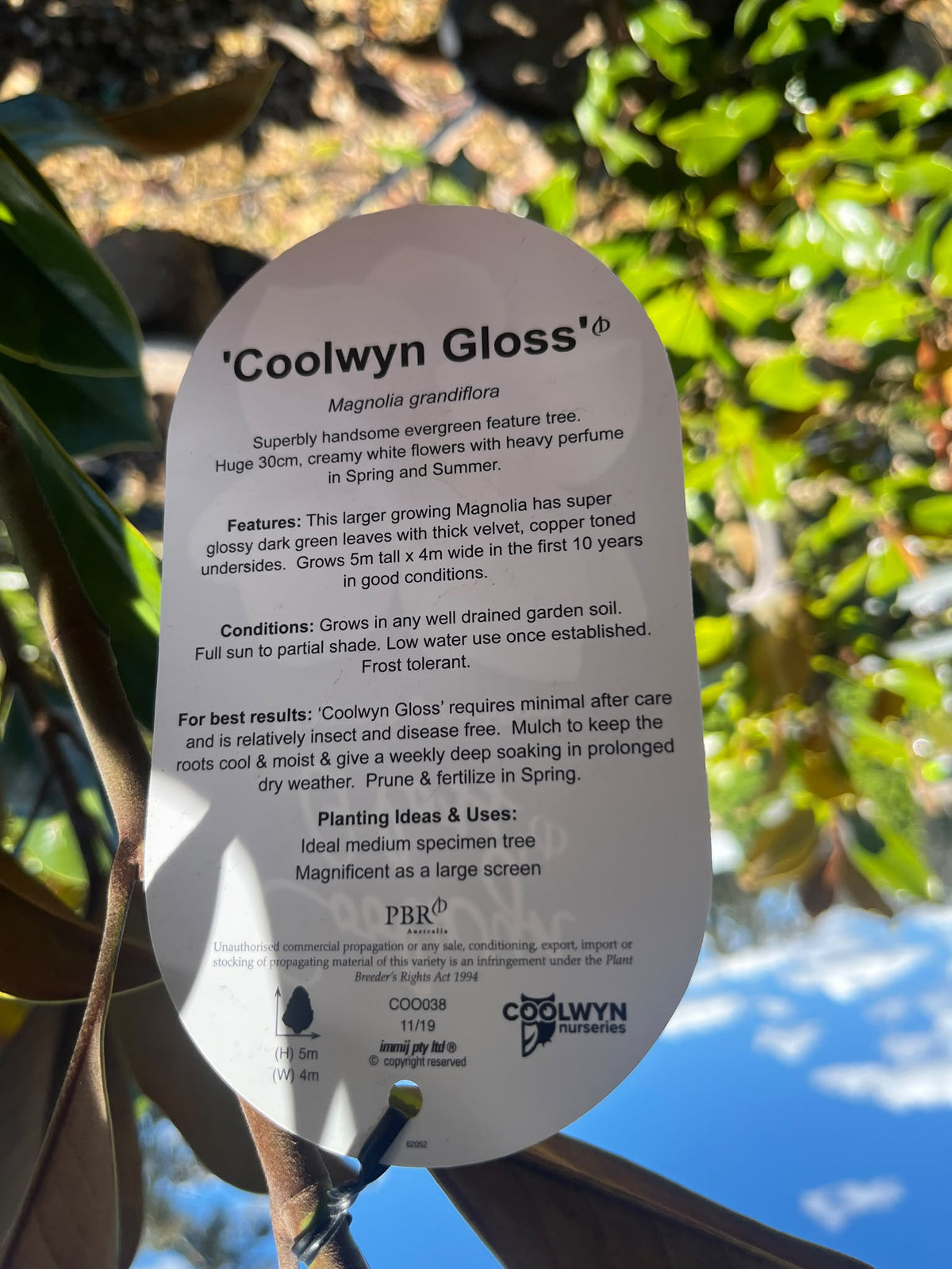 PL0192 Southern Magnolia, Bull Bay, Magnolia grandiflora Coolwyn Gloss, 广玉兰, 30 cm Pot