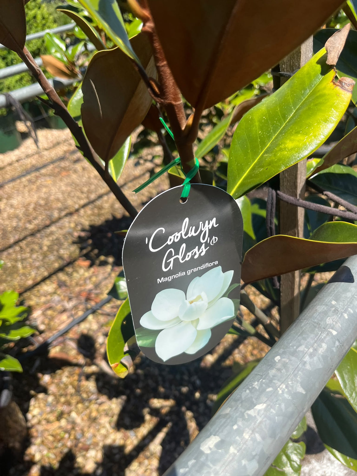 PL0192 Southern Magnolia, Bull Bay, Magnolia grandiflora Coolwyn Gloss, 广玉兰, 30 cm Pot