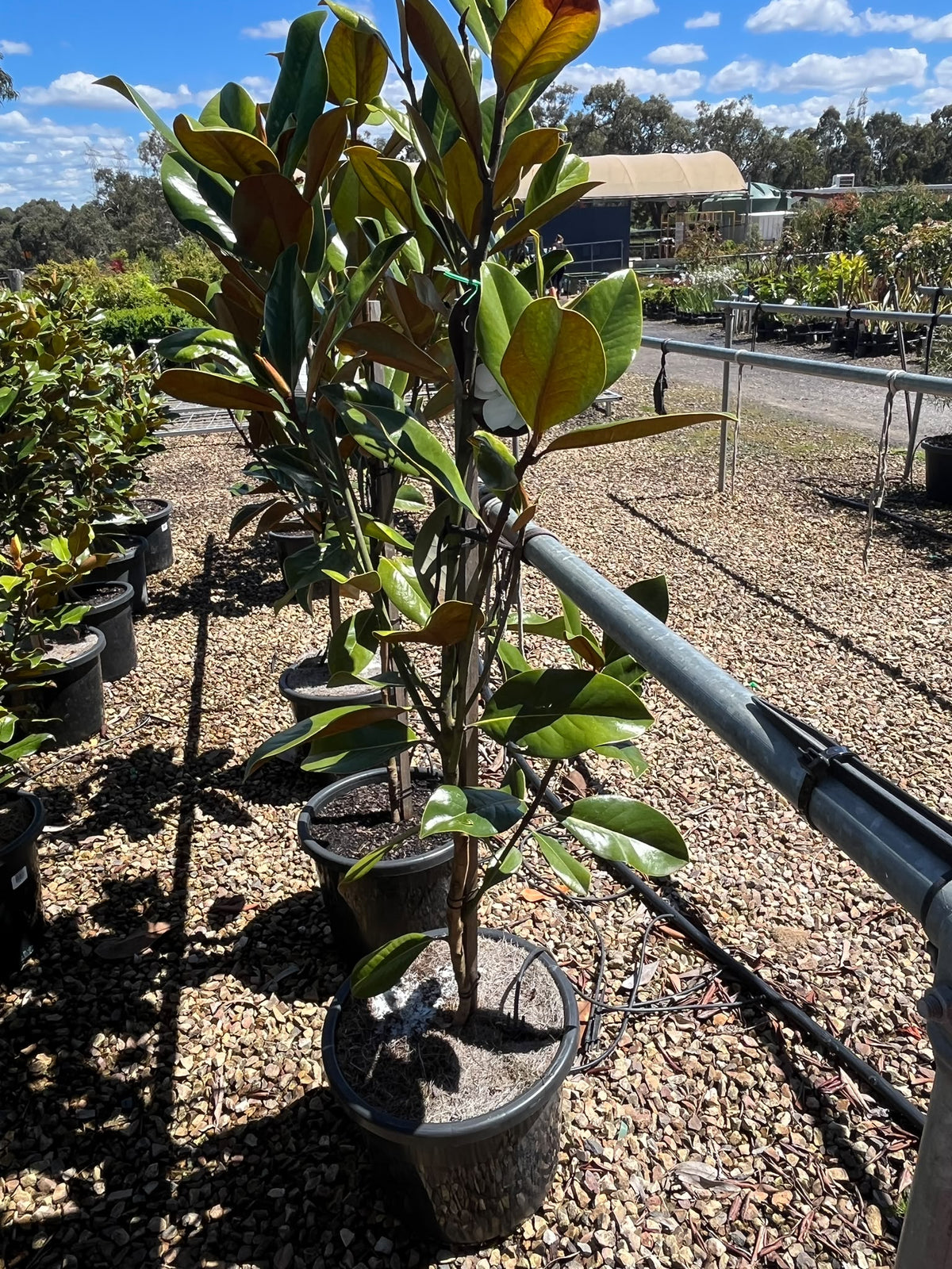 PL0192 Southern Magnolia, Bull Bay, Magnolia grandiflora Coolwyn Gloss, 广玉兰, 30 cm Pot
