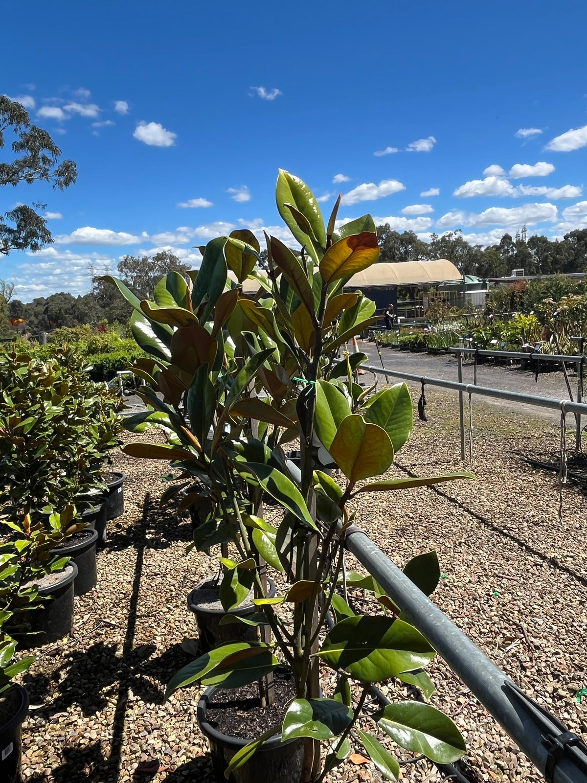 PL0192 Southern Magnolia, Bull Bay, Magnolia grandiflora Coolwyn Gloss, 广玉兰, 30 cm Pot