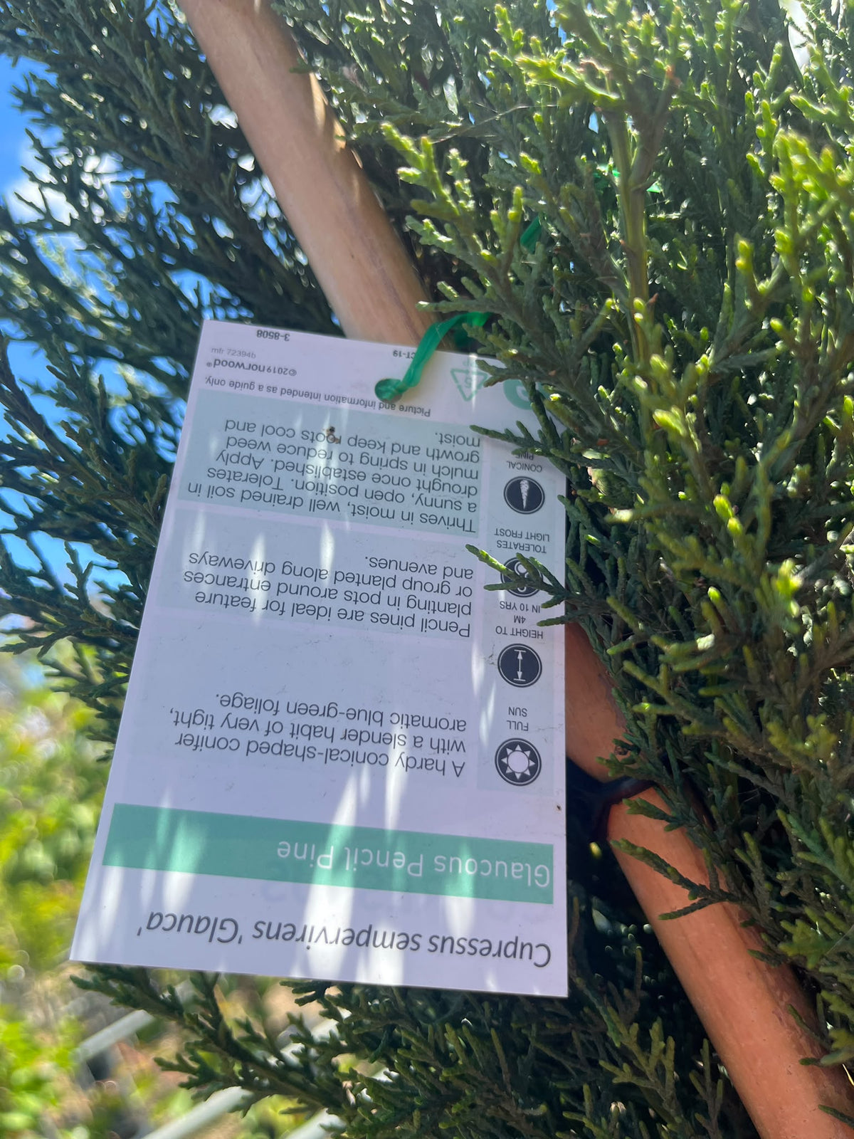 PL0193 Mediterranean Cypress, Pencil Pine, Italian Cypress, Tuscan Cypress, Conifer, Cupressus sempervirens Glauca, 意大利柏, 40 cm Pot