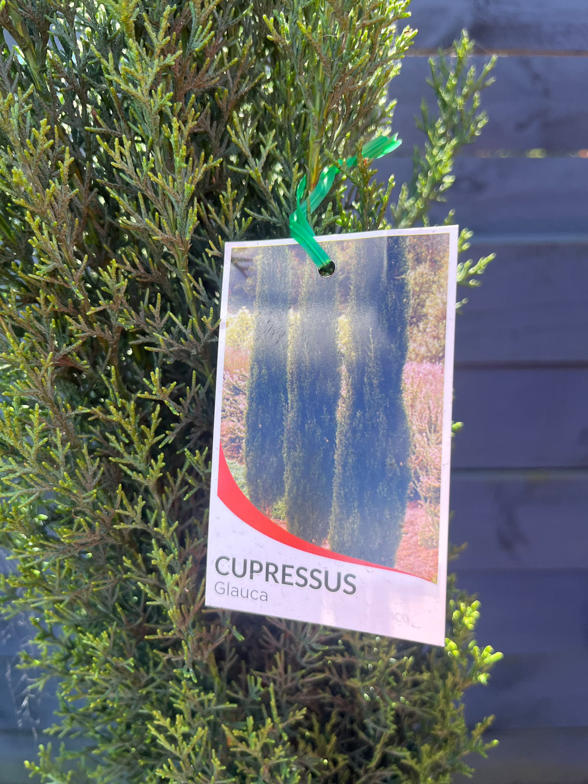 PL0193 Mediterranean Cypress, Pencil Pine, Italian Cypress, Tuscan Cypress, Conifer, Cupressus sempervirens Glauca, 意大利柏, 40 cm Pot