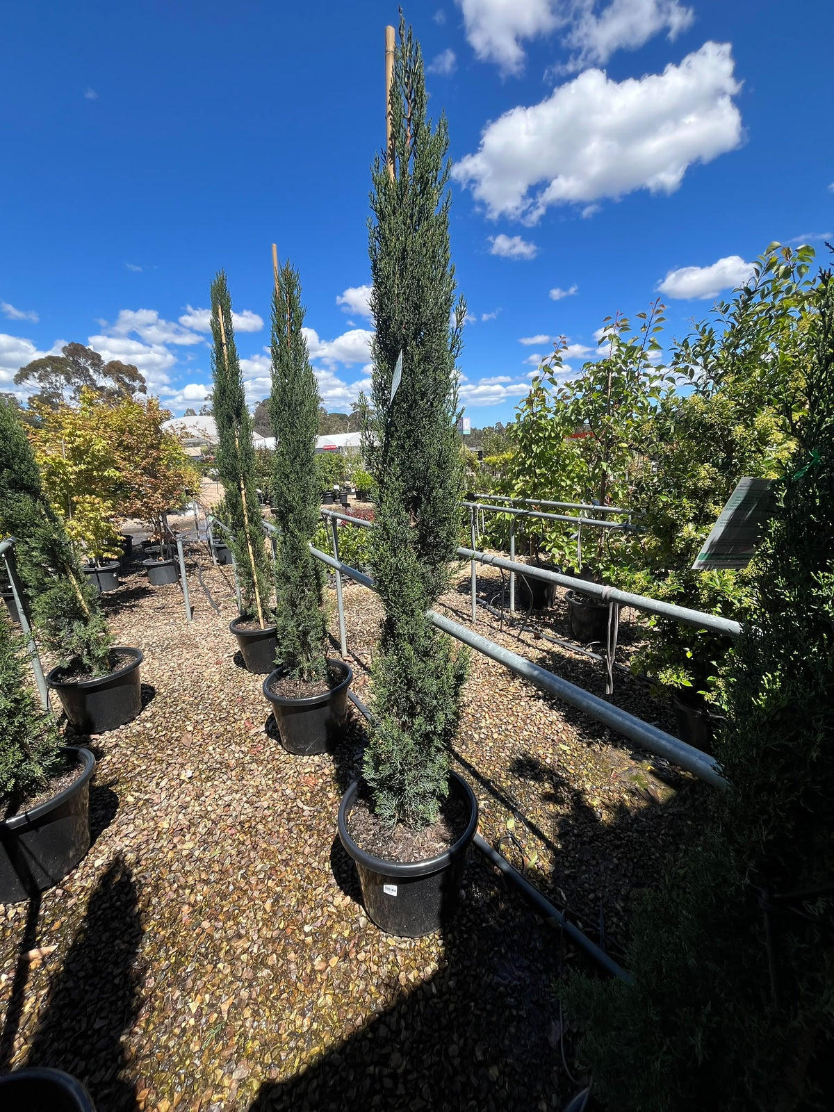 PL0193 Mediterranean Cypress, Pencil Pine, Italian Cypress, Tuscan Cypress, Conifer, Cupressus sempervirens Glauca, 意大利柏, 40 cm Pot