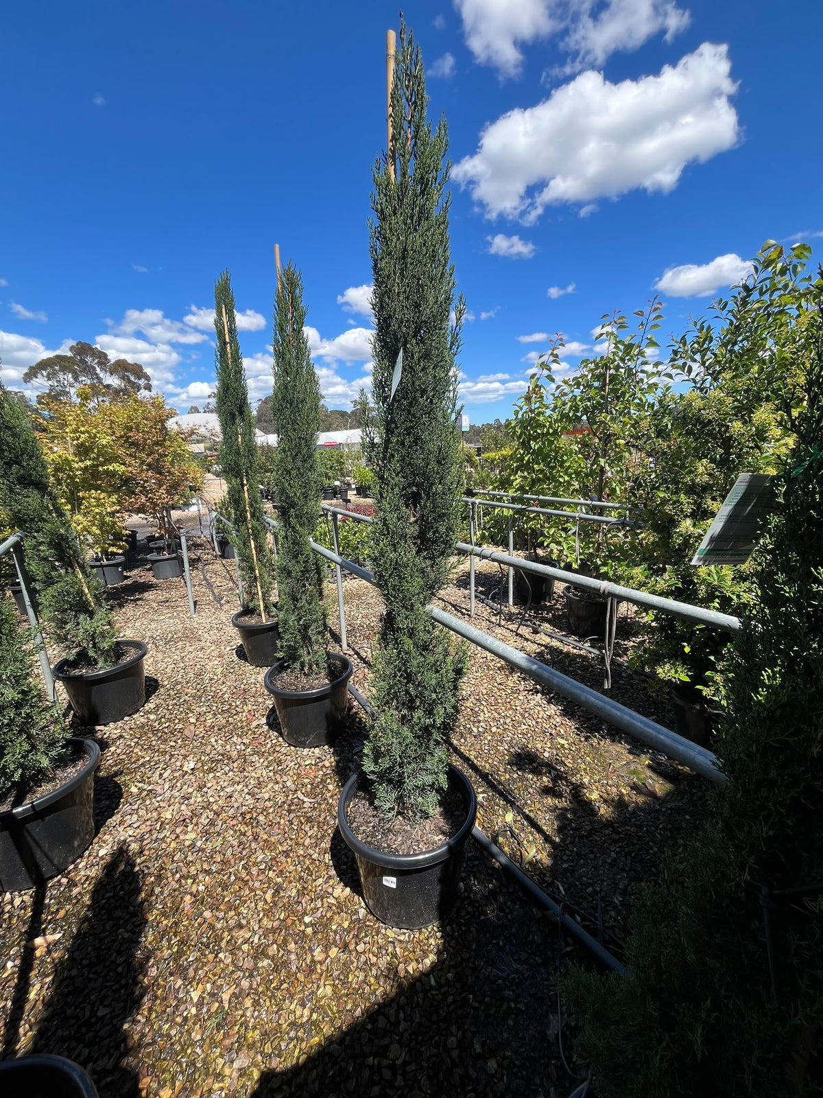 PL0193 Mediterranean Cypress, Pencil Pine, Italian Cypress, Tuscan Cypress, Conifer, Cupressus sempervirens Glauca, 意大利柏, 40 cm Pot