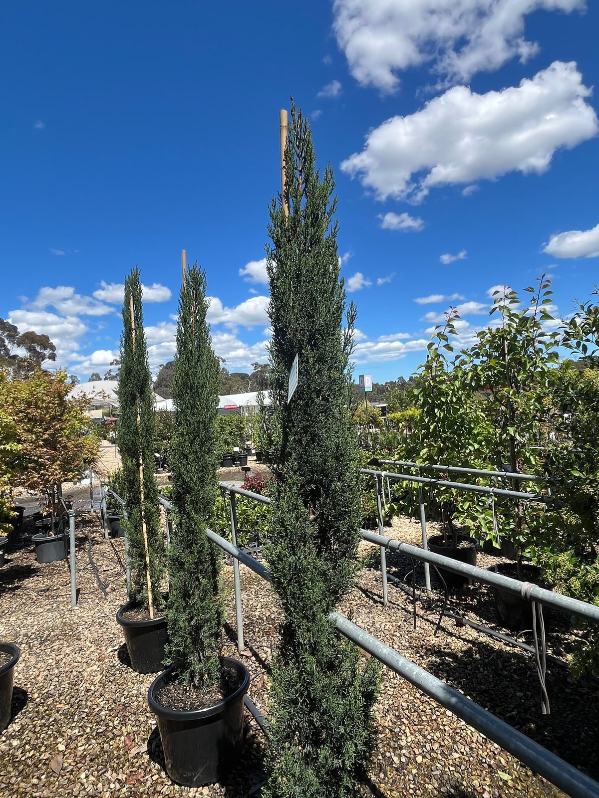 PL0193 Mediterranean Cypress, Pencil Pine, Italian Cypress, Tuscan Cypress, Conifer, Cupressus sempervirens Glauca, 意大利柏, 40 cm Pot
