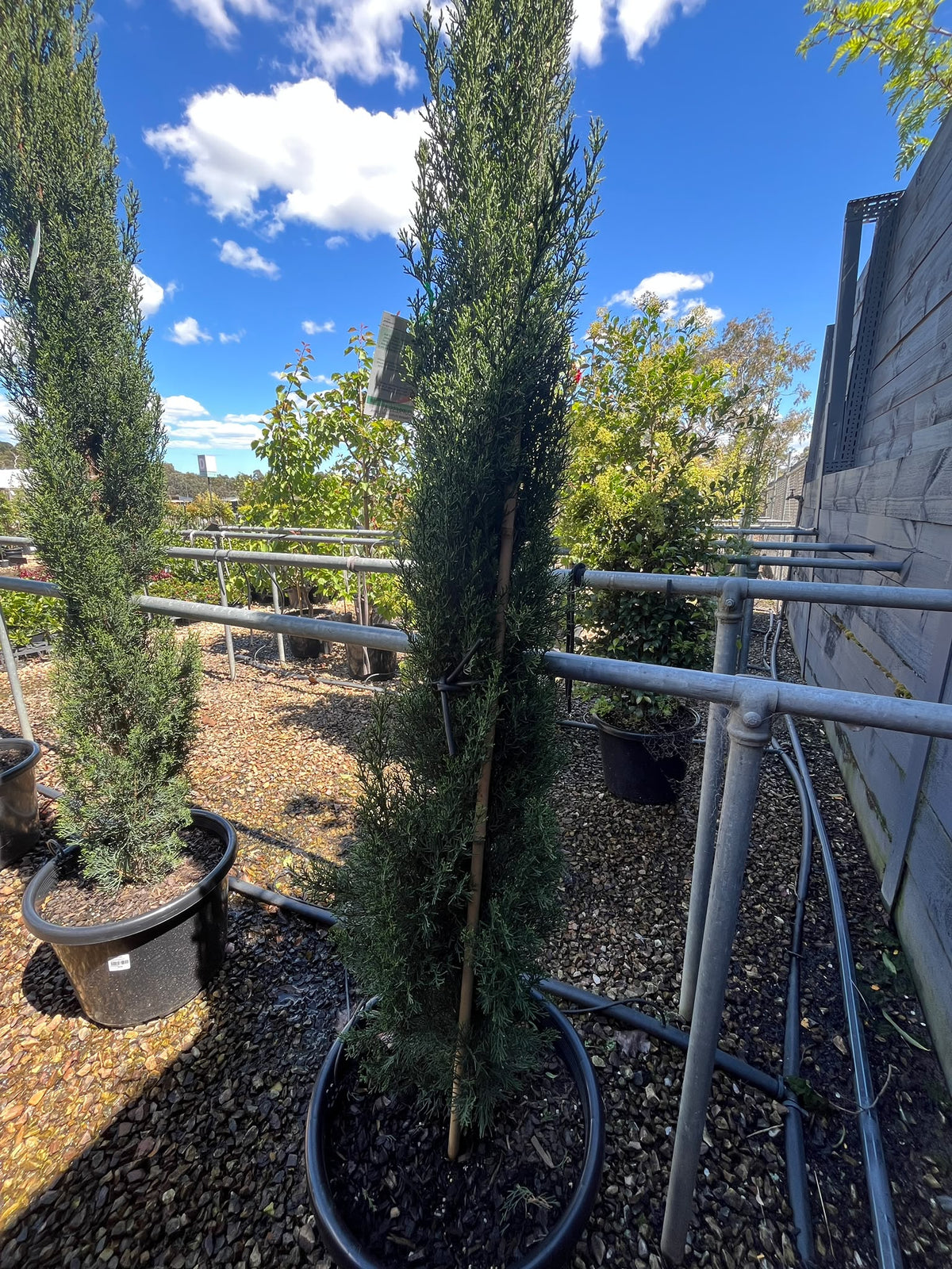 PL0193 Mediterranean Cypress, Pencil Pine, Italian Cypress, Tuscan Cypress, Conifer, Cupressus sempervirens Glauca, 意大利柏, 40 cm Pot