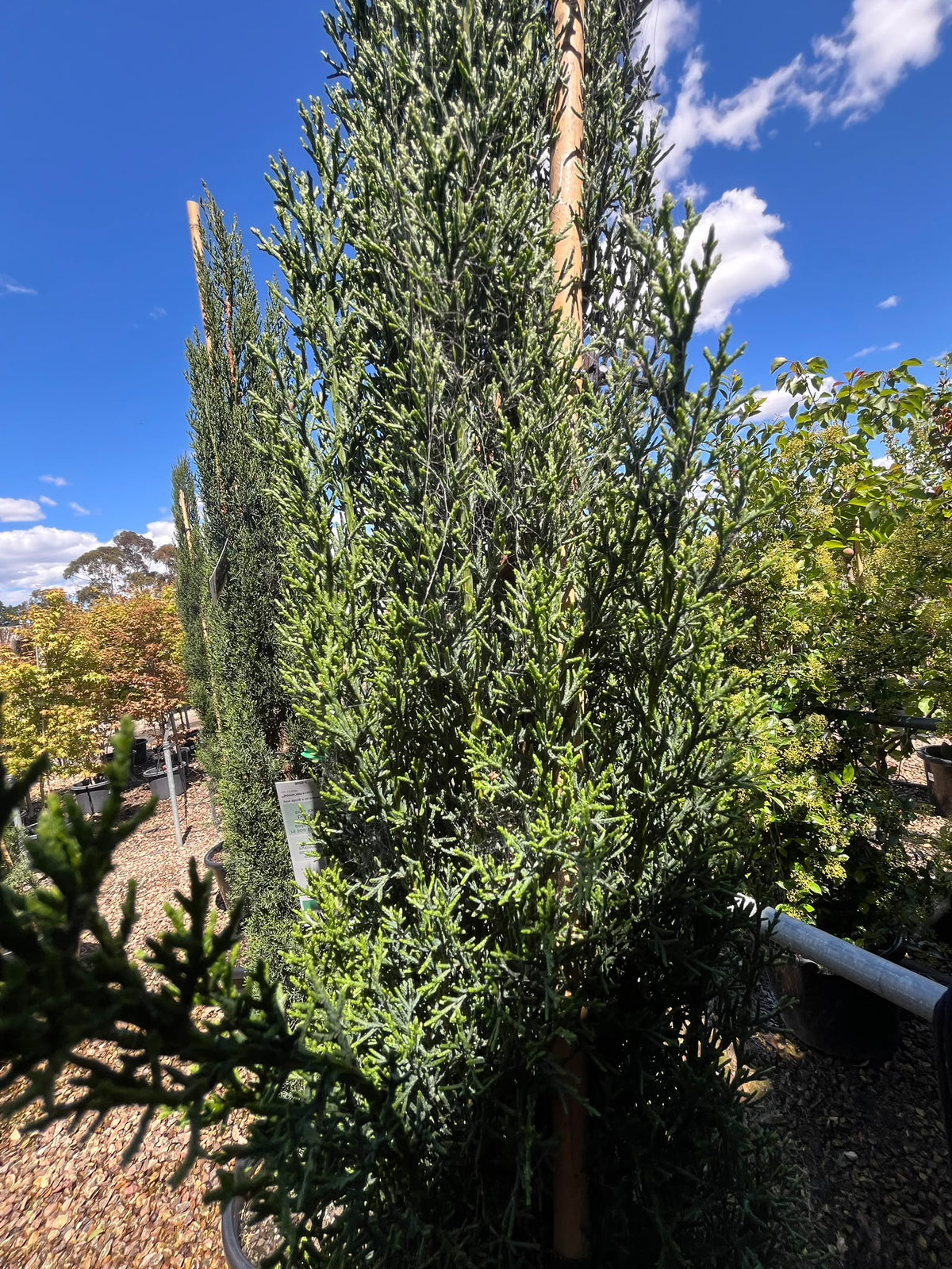PL0193 Mediterranean Cypress, Pencil Pine, Italian Cypress, Tuscan Cypress, Conifer, Cupressus sempervirens Glauca, 意大利柏, 40 cm Pot