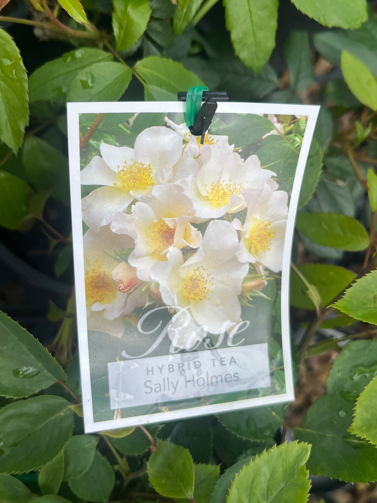 PL0203 Modern Shrub Rose, Rosa Sally Holmes, 灌木月季, 20 cm Pot