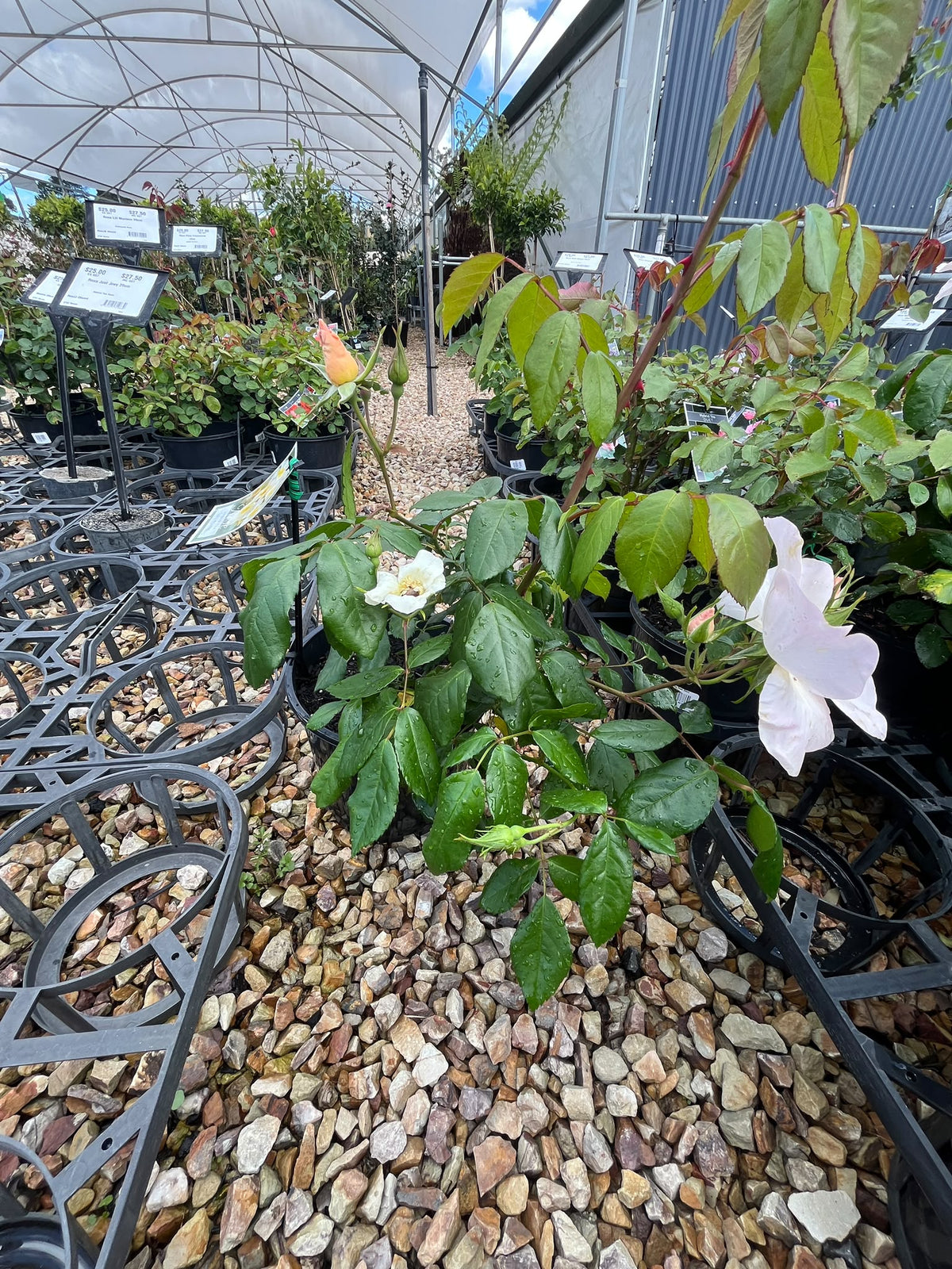 PL0203 Modern Shrub Rose, Rosa Sally Holmes, 灌木月季, 20 cm Pot