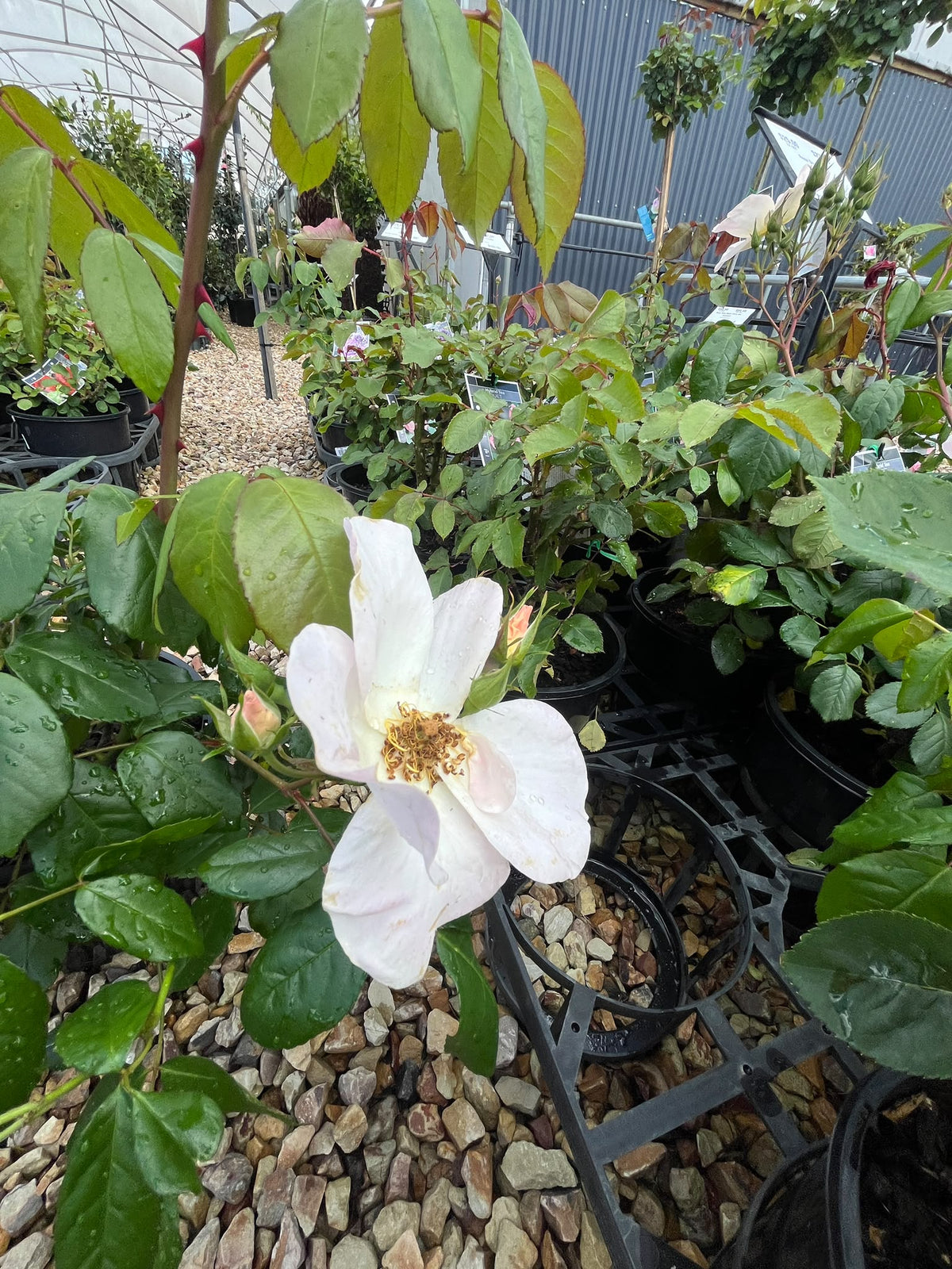PL0203 Modern Shrub Rose, Rosa Sally Holmes, 灌木月季, 20 cm Pot