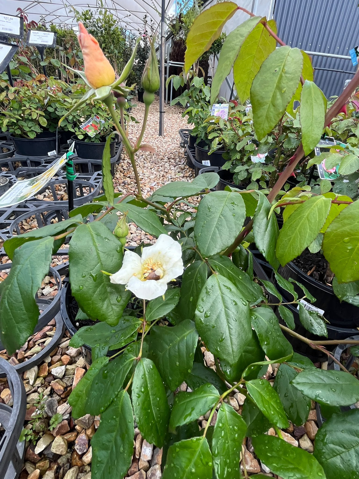 PL0203 Modern Shrub Rose, Rosa Sally Holmes, 灌木月季, 20 cm Pot