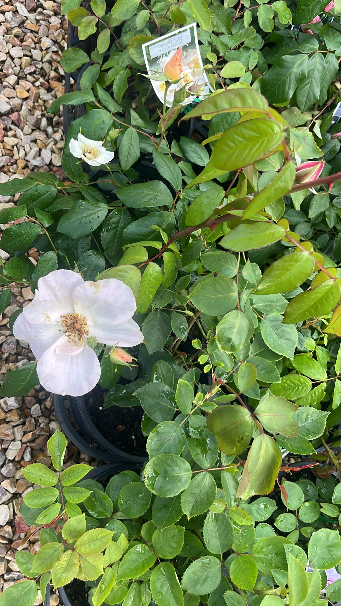 PL0203 Modern Shrub Rose, Rosa Sally Holmes, 灌木月季, 20 cm Pot