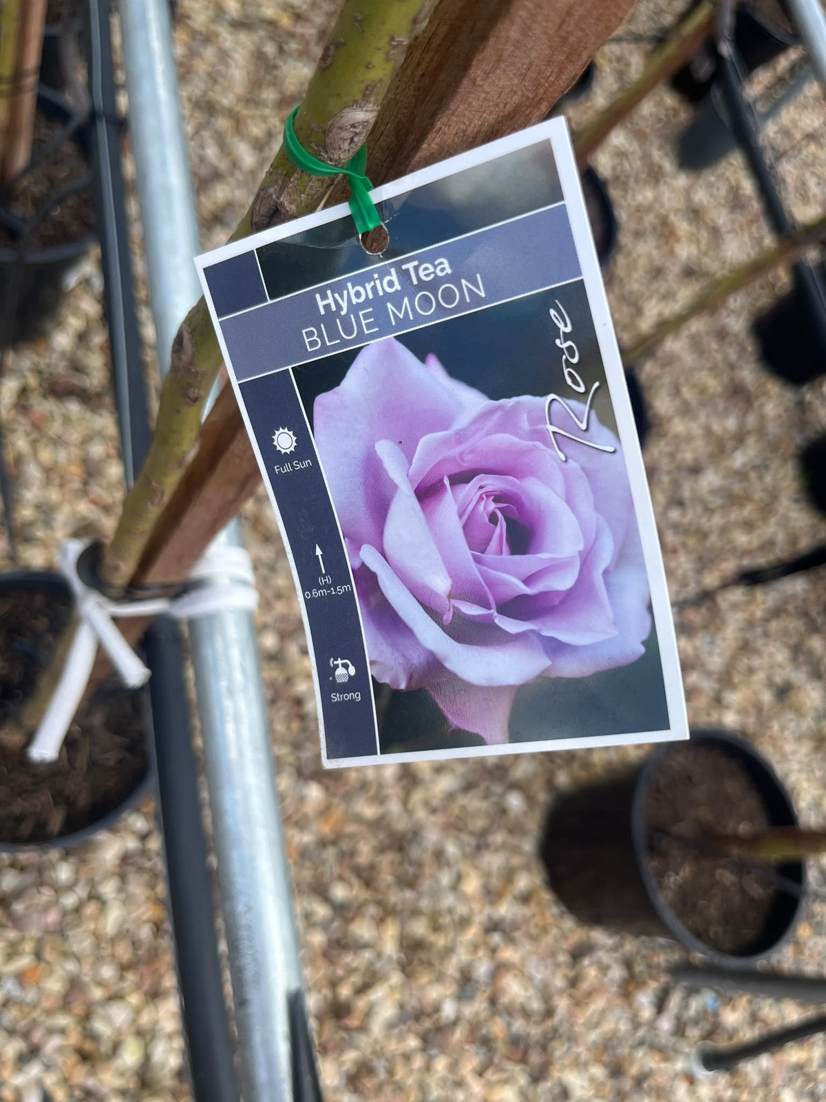 PL0204 Hybrid Tea Rose, Rosa Blue Moon, 蓝月月季, 25 cm 3Ft Standard Pot