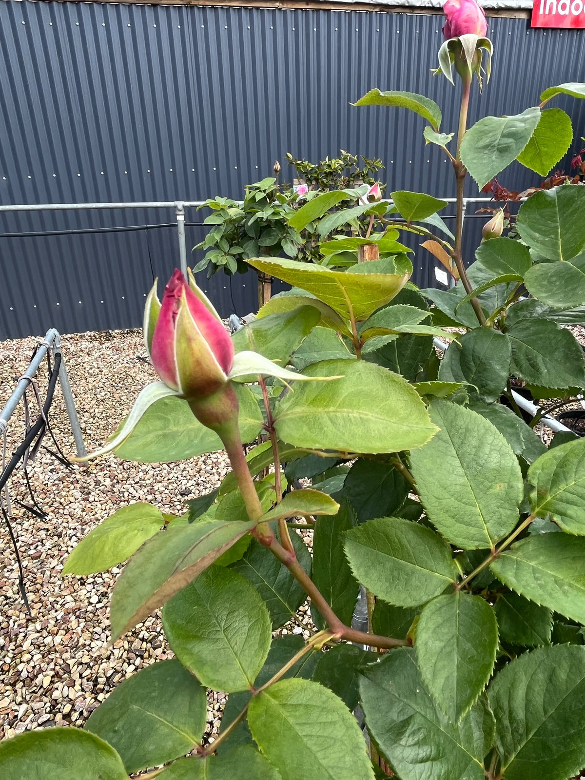 PL0204 Hybrid Tea Rose, Rosa Blue Moon, 蓝月月季, 25 cm 3Ft Standard Pot