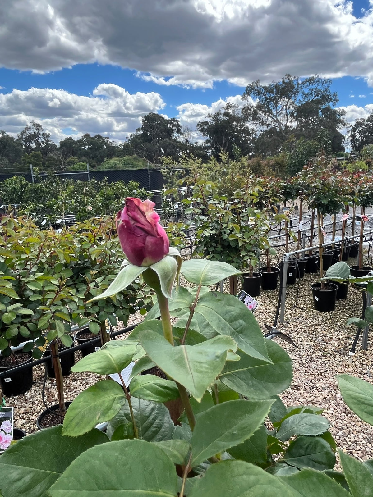 PL0204 Hybrid Tea Rose, Rosa Blue Moon, 蓝月月季, 25 cm 3Ft Standard Pot