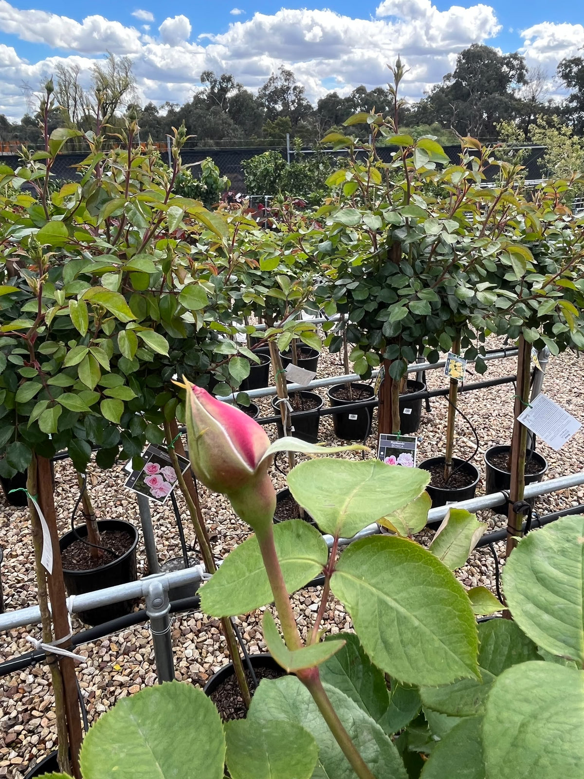 PL0204 Hybrid Tea Rose, Rosa Blue Moon, 蓝月月季, 25 cm 3Ft Standard Pot