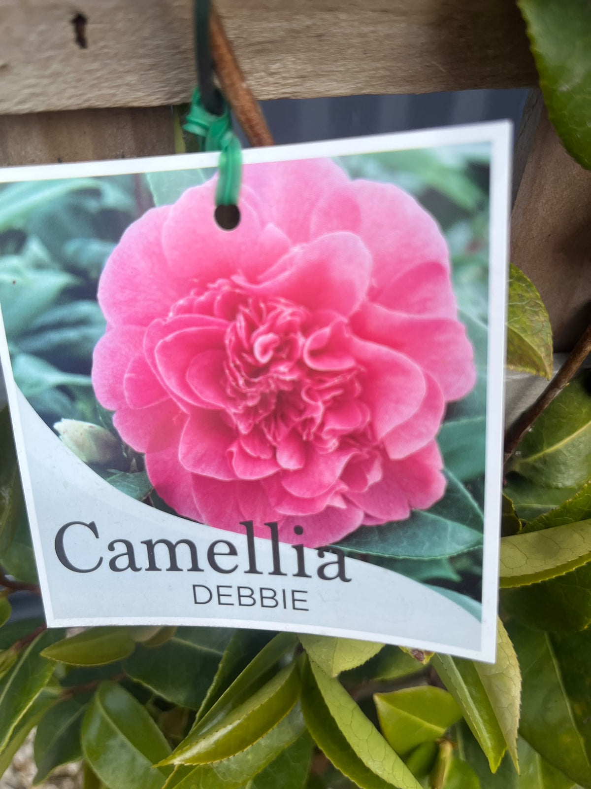PL0205 Japanese Camellia, Common Camellia, Camellia japonica Debbie, 山茶, 25 cm Espalier Pot