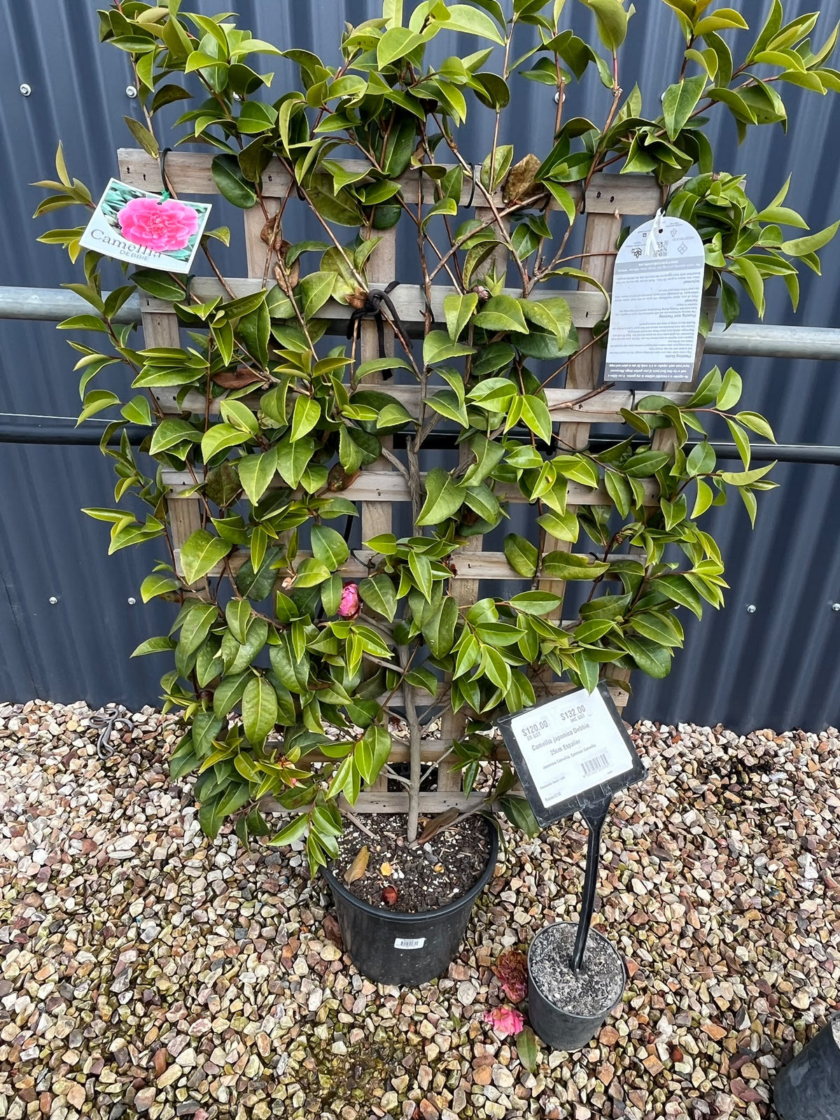 PL0205 Japanese Camellia, Common Camellia, Camellia japonica Debbie, 山茶, 25 cm Espalier Pot
