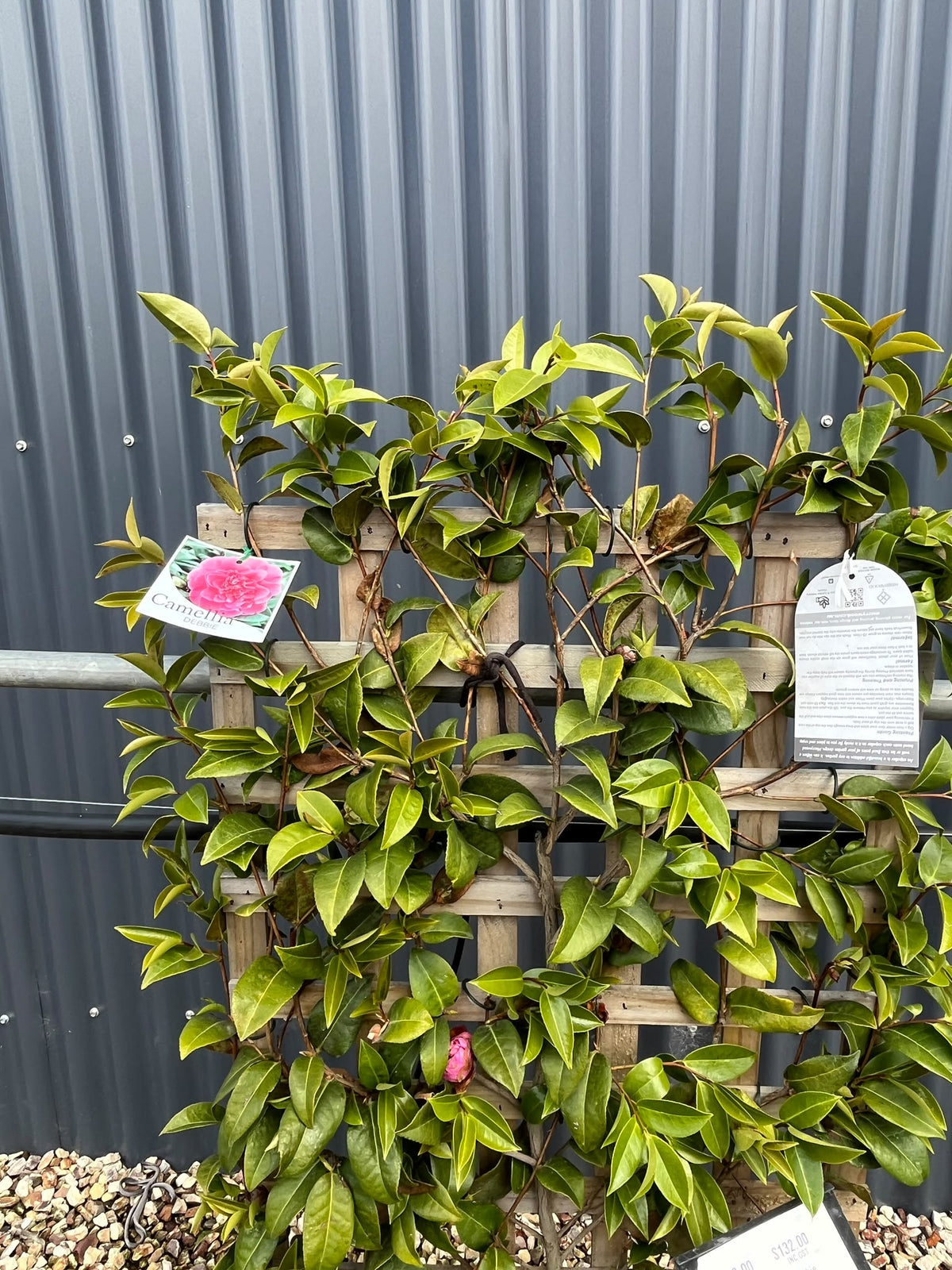 PL0205 Japanese Camellia, Common Camellia, Camellia japonica Debbie, 山茶, 25 cm Espalier Pot