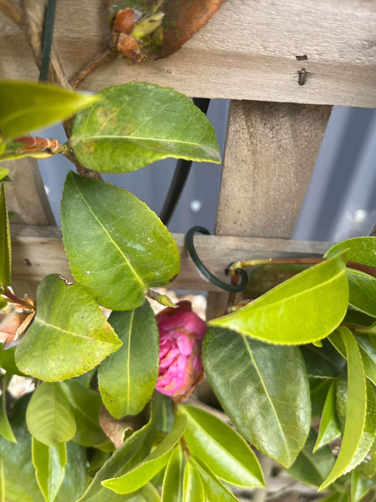 PL0205 Japanese Camellia, Common Camellia, Camellia japonica Debbie, 山茶, 25 cm Espalier Pot