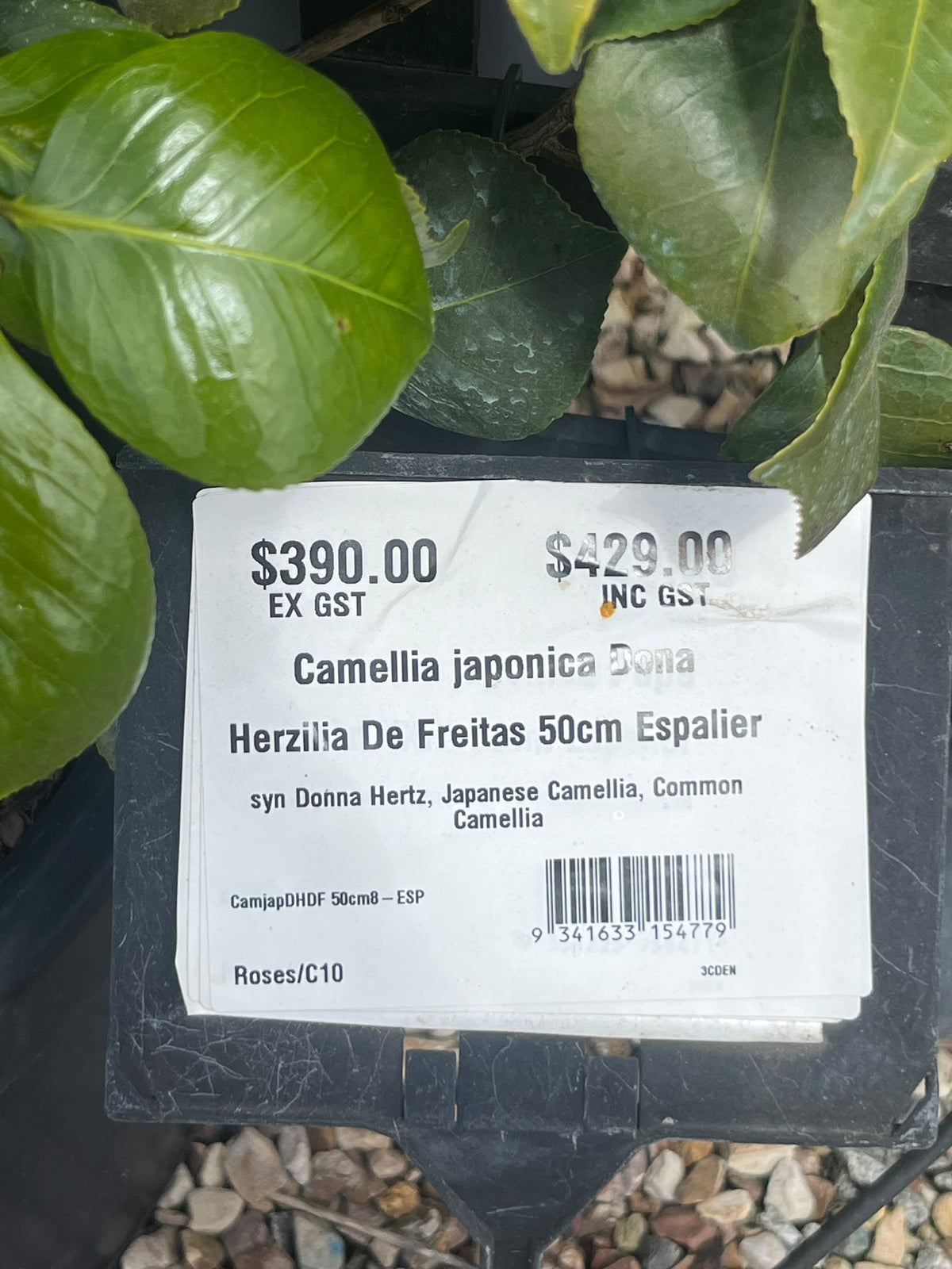 PL0206 syn Donna Hertz, Japanese Camellia, Common Camellia, Camellia japonica Dona Herzilia De Freitas, 山茶, 50 cm Espalier Pot
