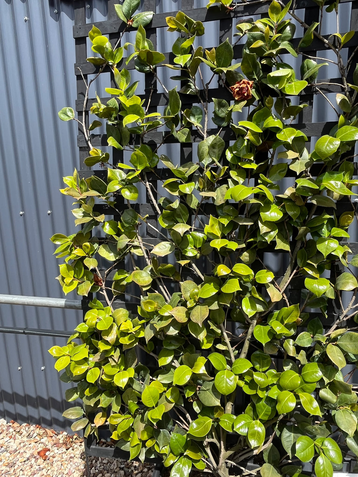 PL0206 syn Donna Hertz, Japanese Camellia, Common Camellia, Camellia japonica Dona Herzilia De Freitas, 山茶, 50 cm Espalier Pot