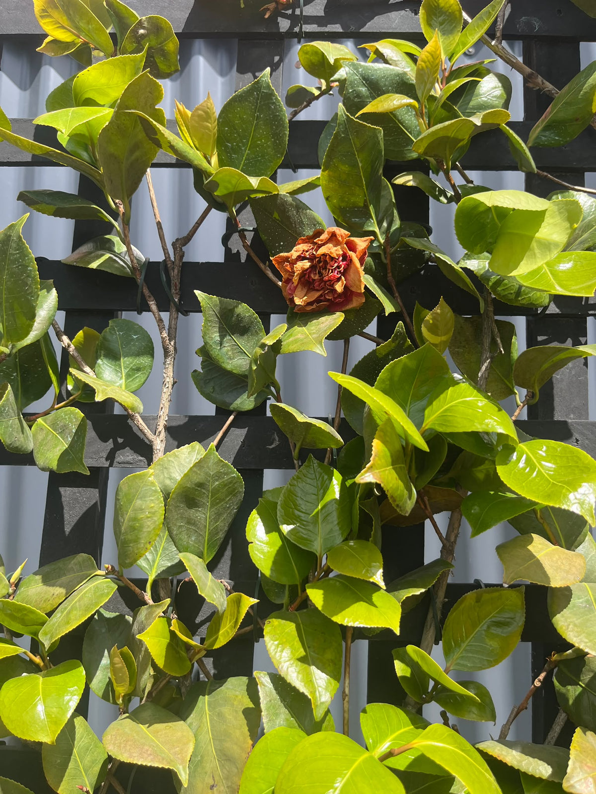 PL0206 syn Donna Hertz, Japanese Camellia, Common Camellia, Camellia japonica Dona Herzilia De Freitas, 山茶, 50 cm Espalier Pot