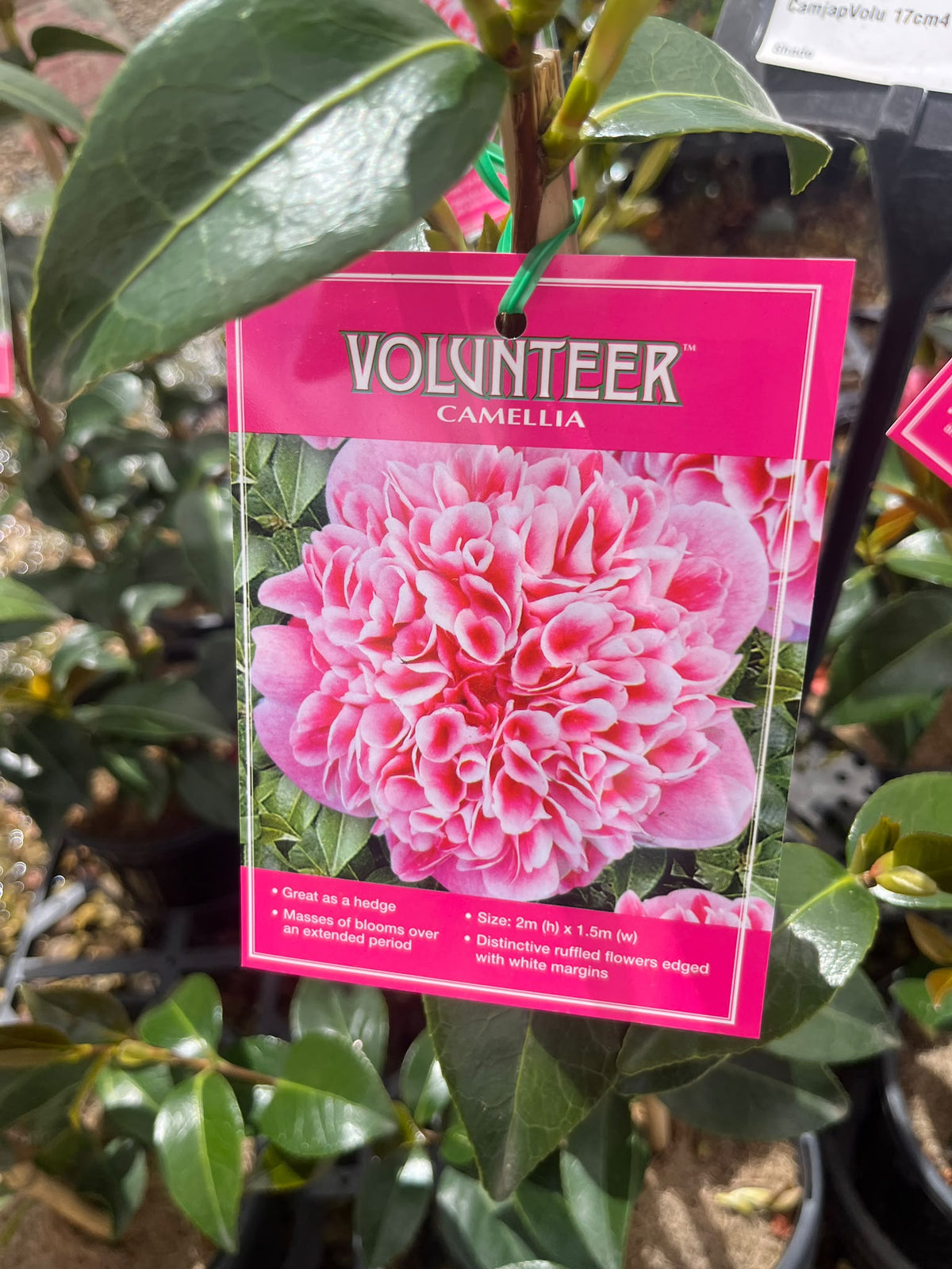 PL0207 Japanese Camellia, Common Camellia, Camellia japonica Volunteer, 山茶, 17 cm Pot