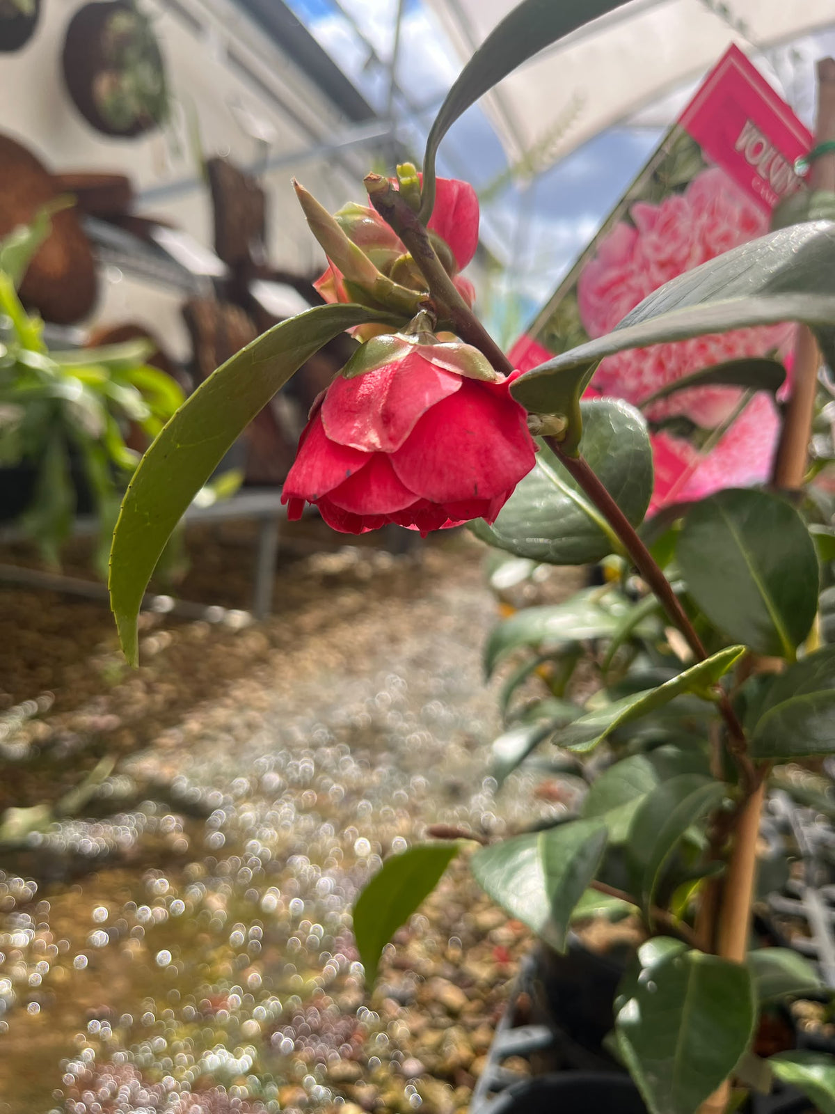 PL0207 Japanese Camellia, Common Camellia, Camellia japonica Volunteer, 山茶, 17 cm Pot