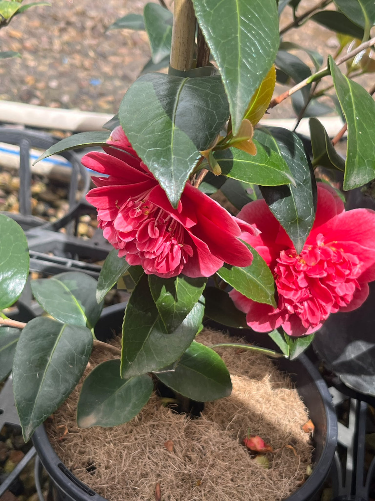 PL0207 Japanese Camellia, Common Camellia, Camellia japonica Volunteer, 山茶, 17 cm Pot