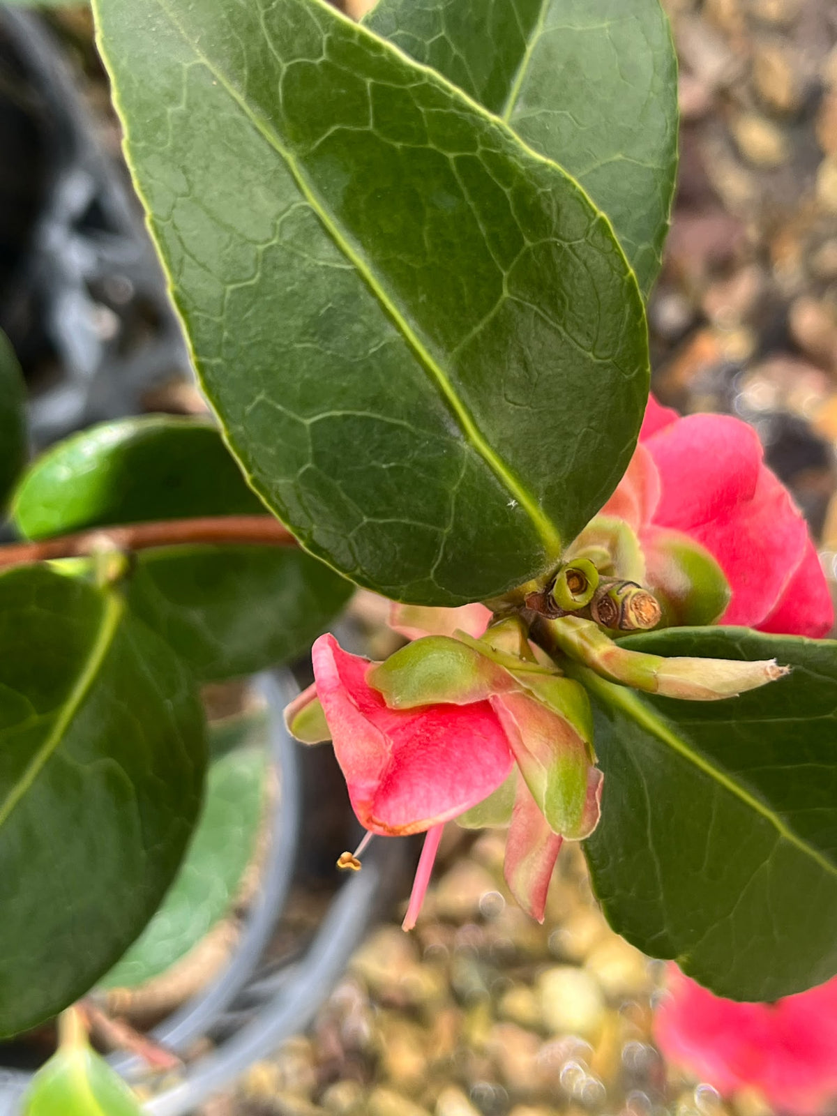 PL0207 Japanese Camellia, Common Camellia, Camellia japonica Volunteer, 山茶, 17 cm Pot
