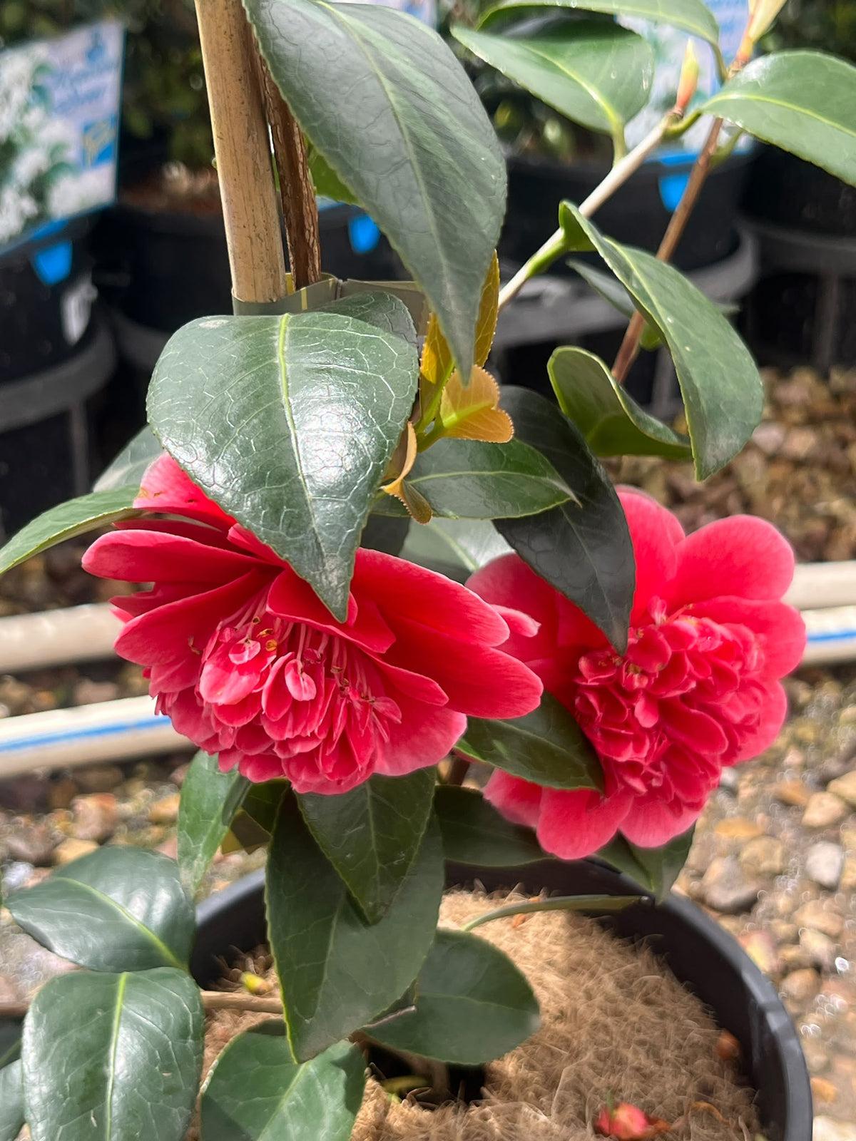 PL0207 Japanese Camellia, Common Camellia, Camellia japonica Volunteer, 山茶, 17 cm Pot