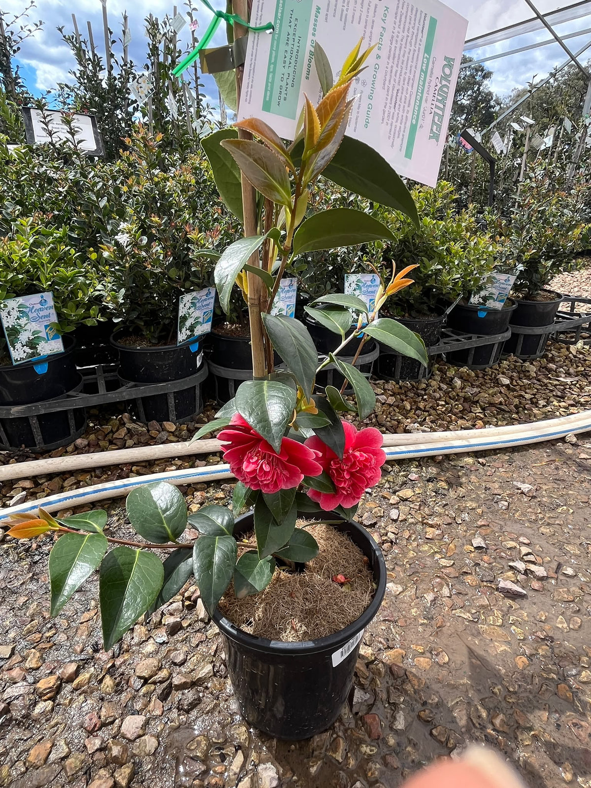 PL0207 Japanese Camellia, Common Camellia, Camellia japonica Volunteer, 山茶, 17 cm Pot