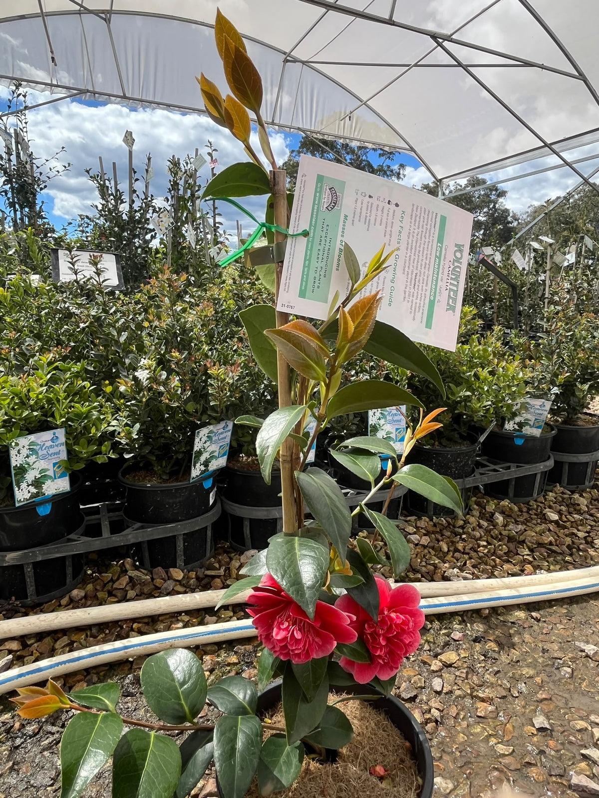 PL0207 Japanese Camellia, Common Camellia, Camellia japonica Volunteer, 山茶, 17 cm Pot