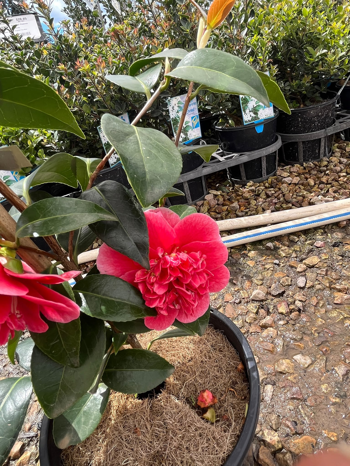 PL0207 Japanese Camellia, Common Camellia, Camellia japonica Volunteer, 山茶, 17 cm Pot