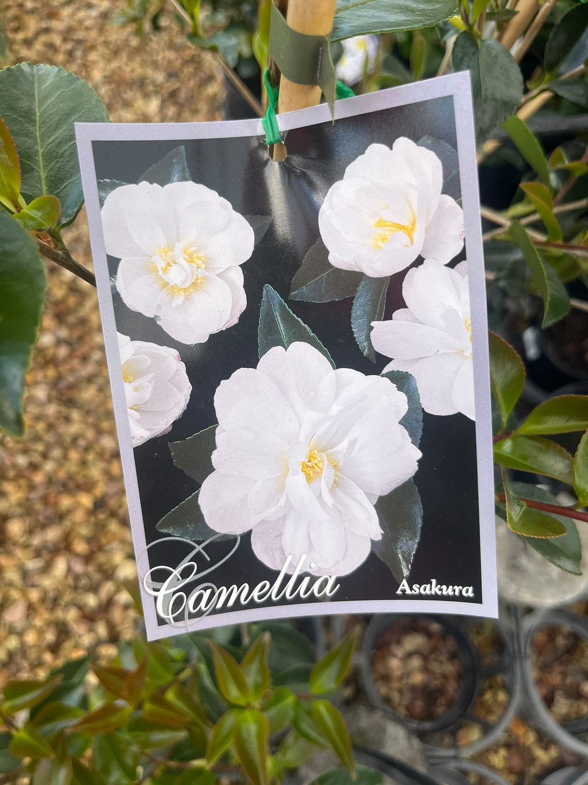 PL0208 Sasanqua Camellia, Camellia sasanqua Edna Butler, 茶梅, 20 cm Pot